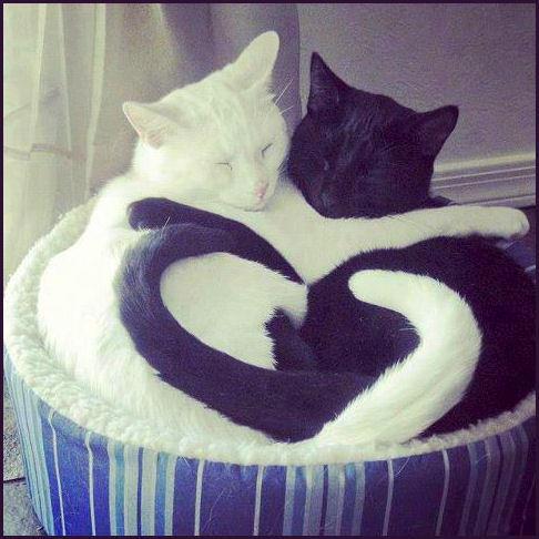 Cat love - kitty love - heart