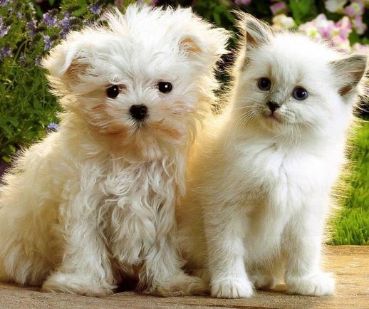 Puppy and kitten