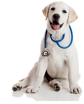 Stethoscope