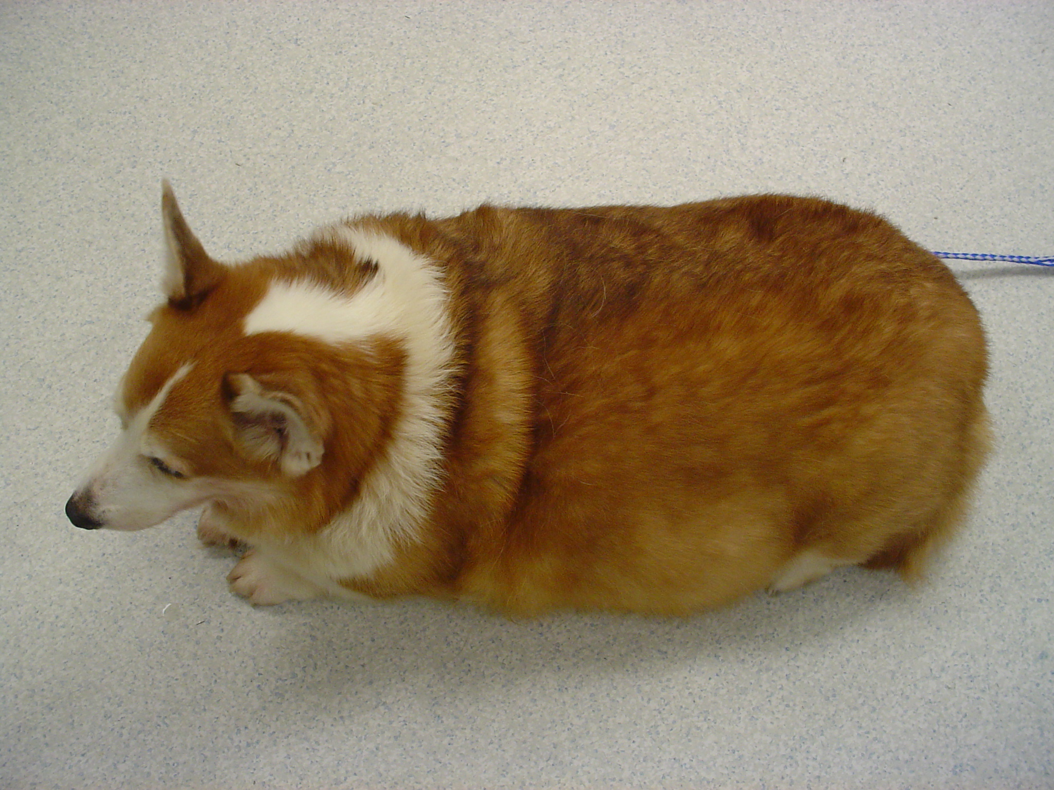 An overweight Corgi