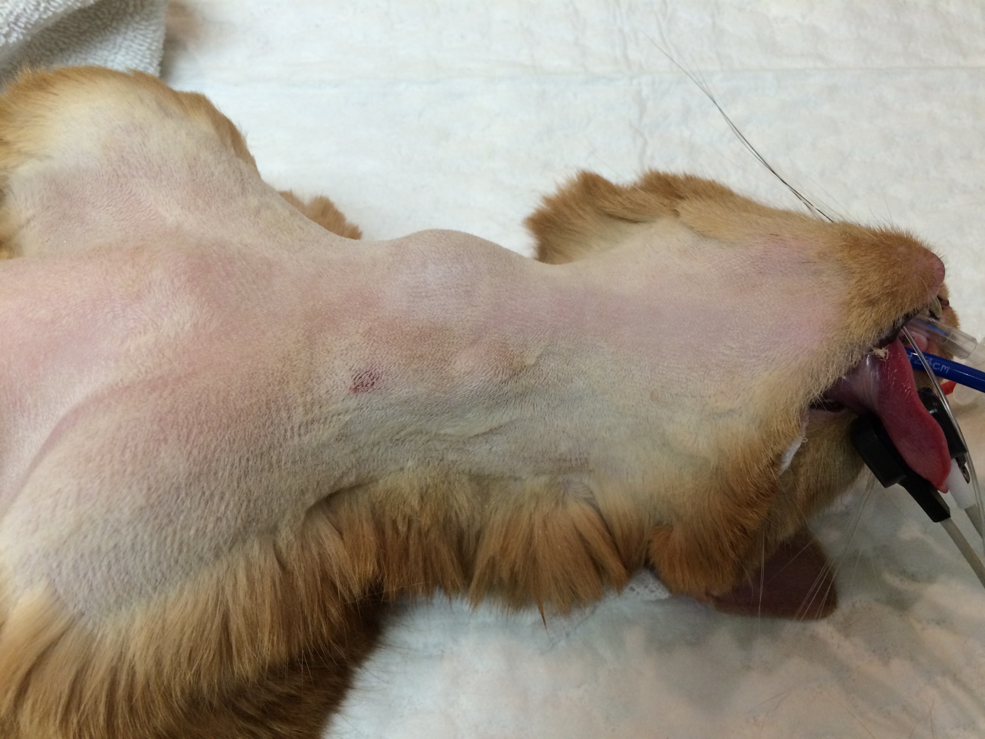 Baxter Kline 15yM DSH - Preop thyroid glandular hyperplasia & adenoma - PZ 2015