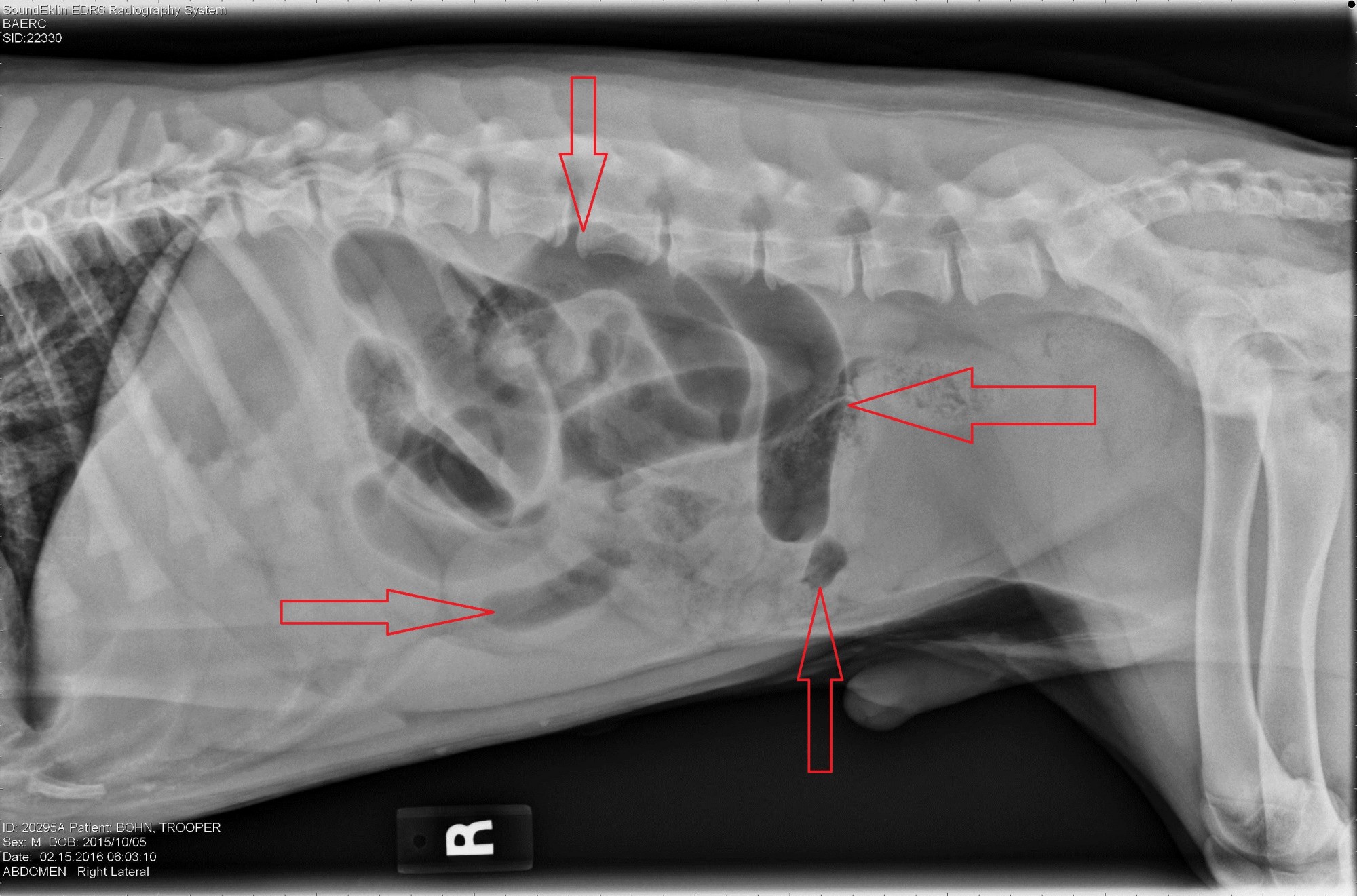 The x-ray shows typical gas bubbles of various sizes and shapes and a potential foreign body.