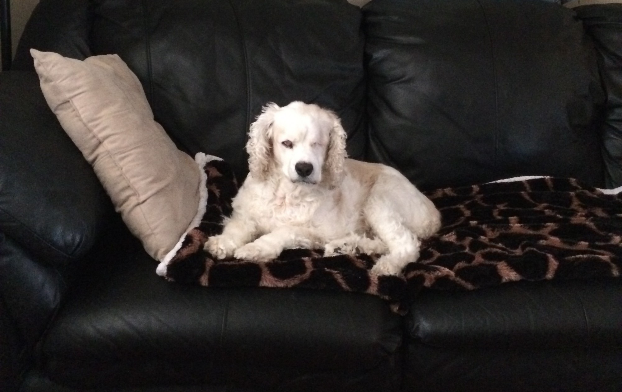 Princess Matches on her royal couch