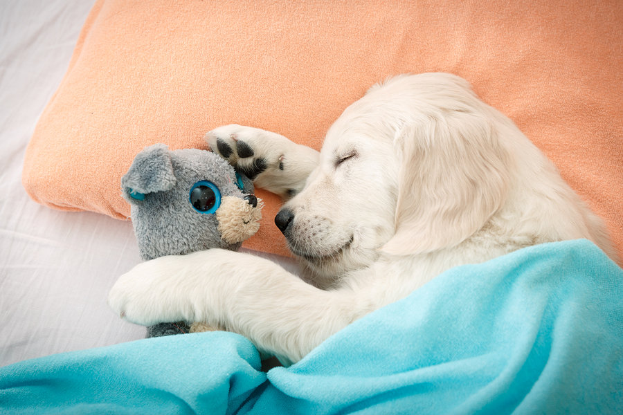 labrador retriever puppy