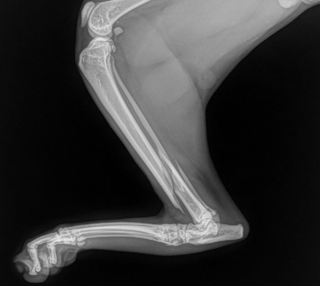 Outdoor cat lands in surgery after injury | Dr Phil Zeltzman’s Blog