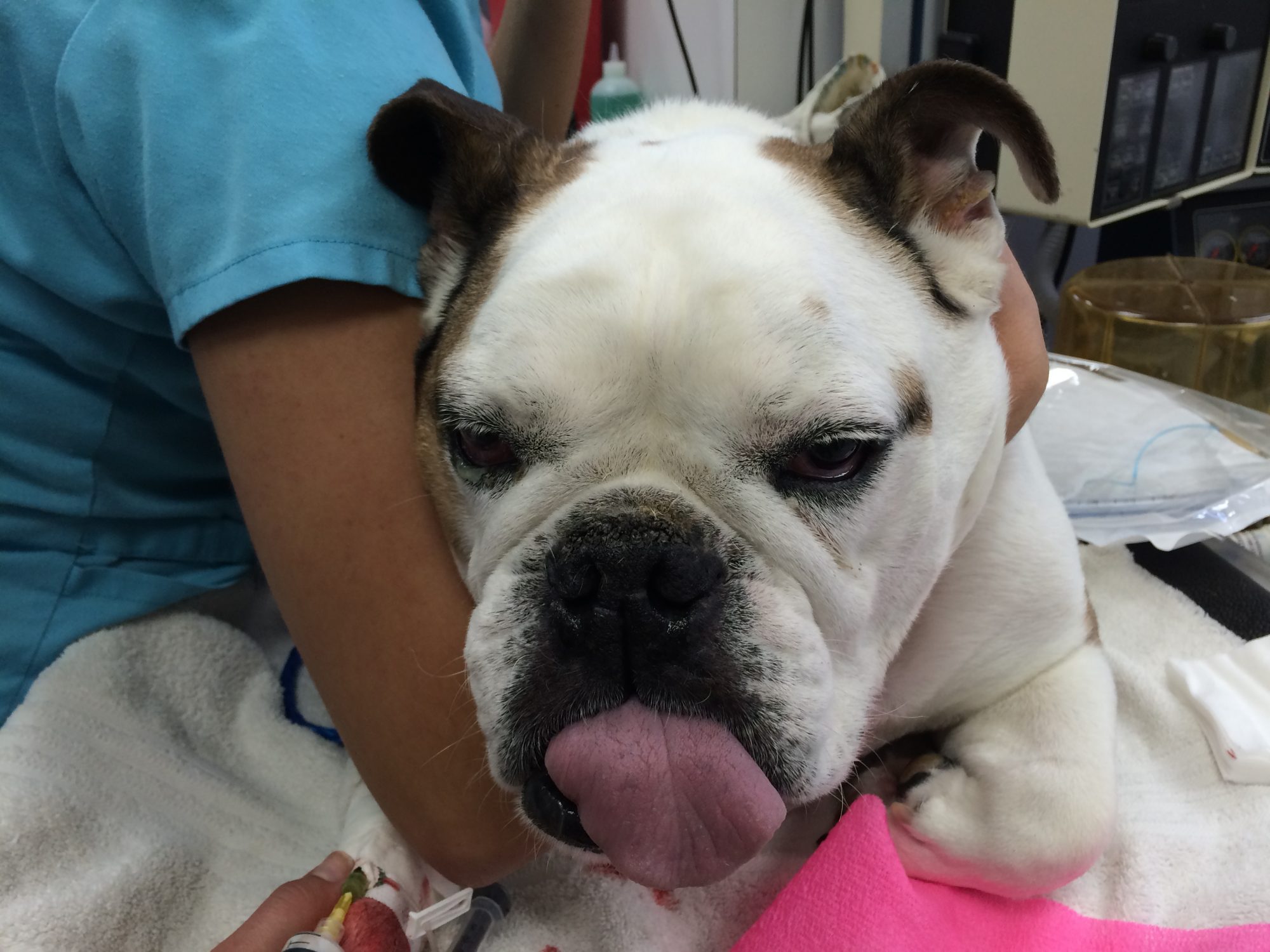 A bulldog sticking its tongue out