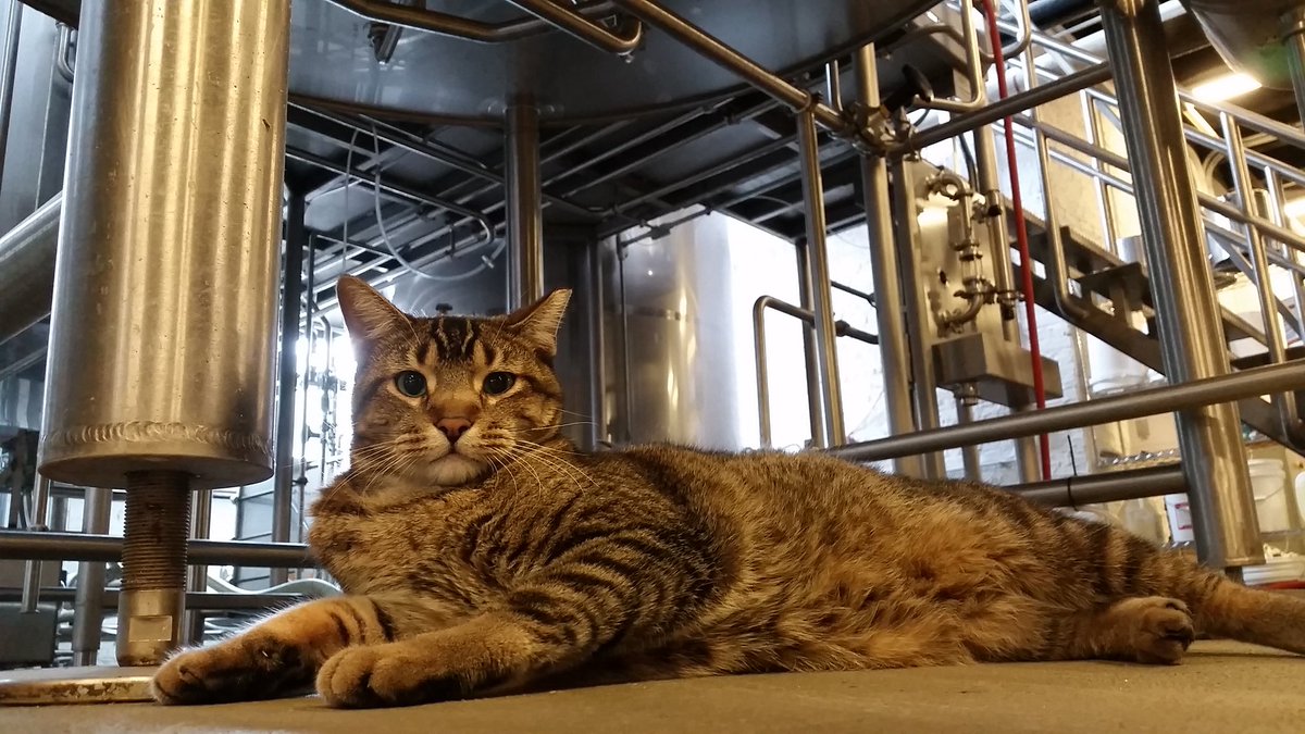 A cat in the brewery
