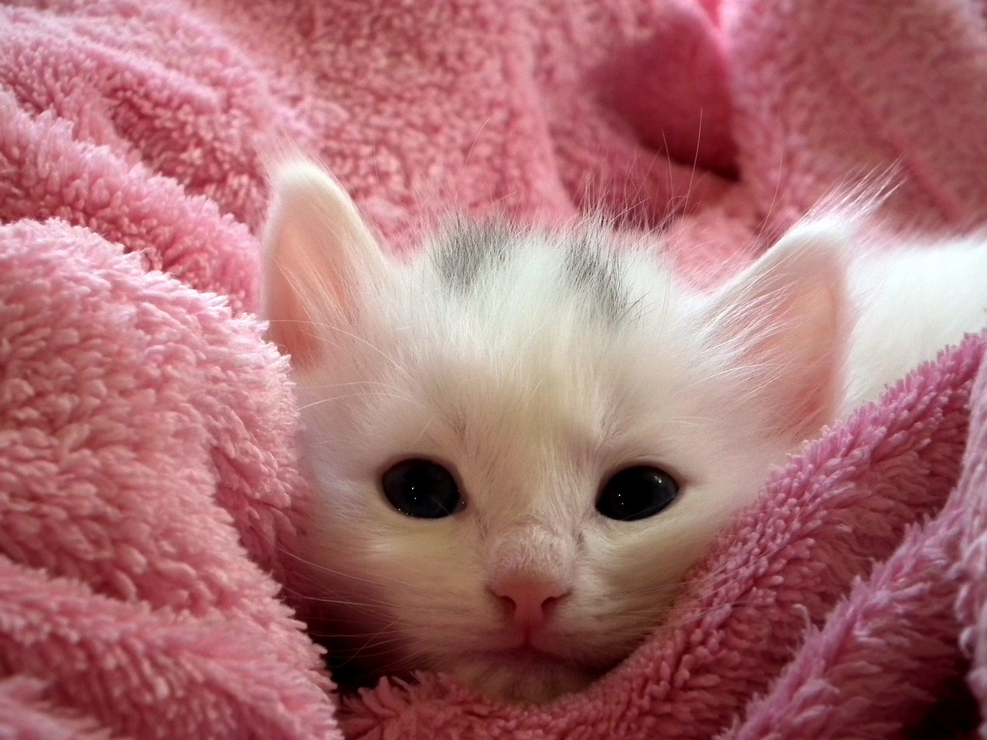 A white kitten in a pink towel