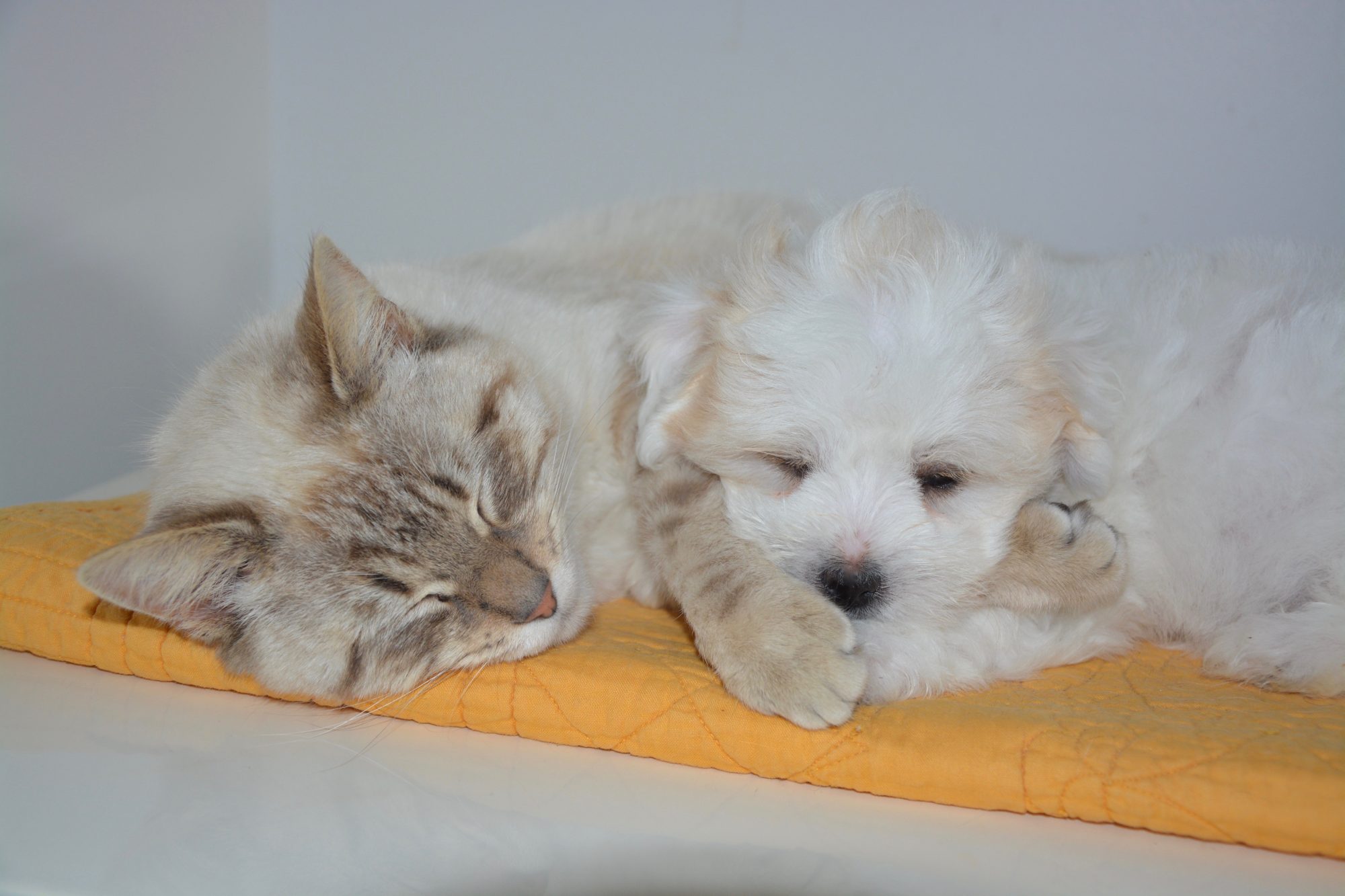 A cat and puppy cuddling