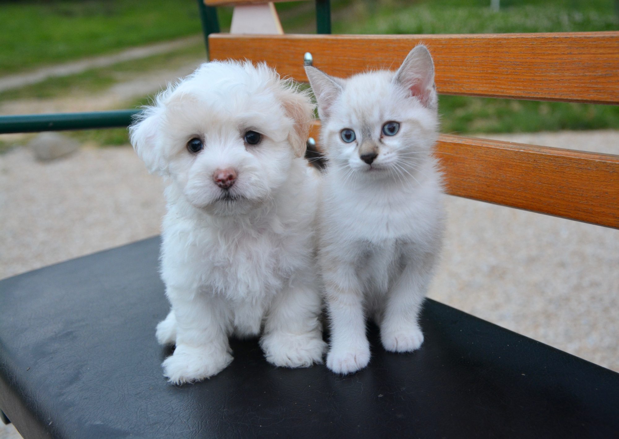A white kitten and puppy