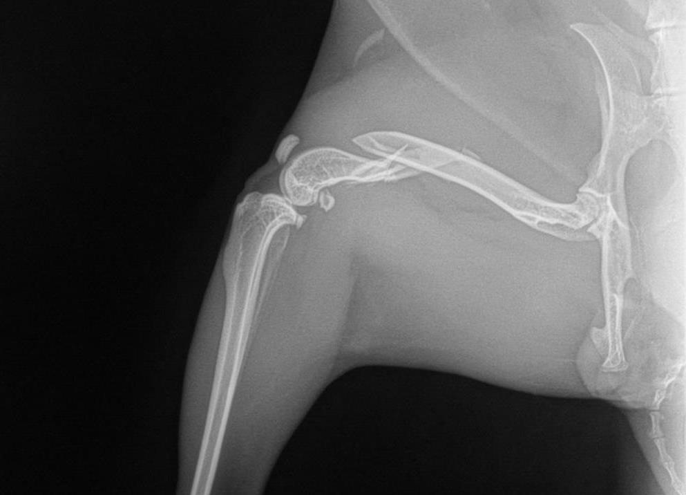 A bunny with a repaired leg
