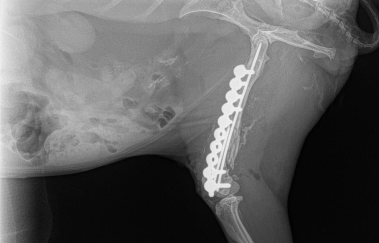 A bunny with a repaired leg