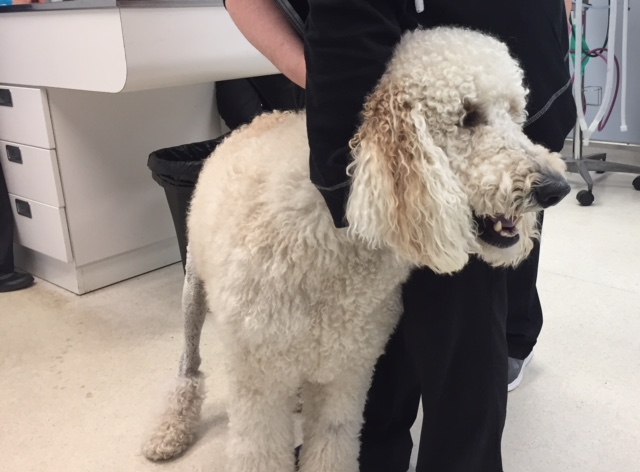 Toga, a 1 year old standard poodle
