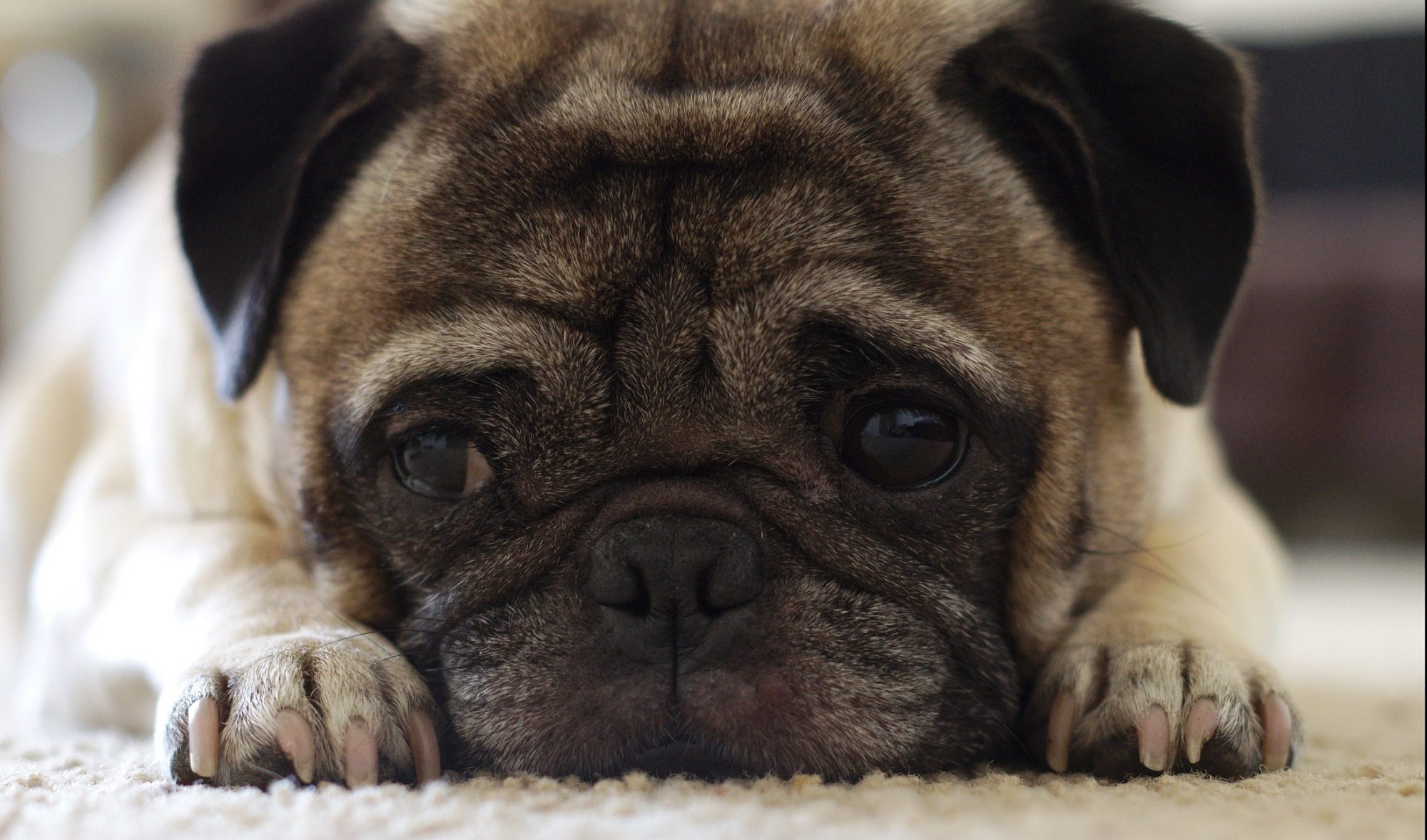 A pug laying on a carpet