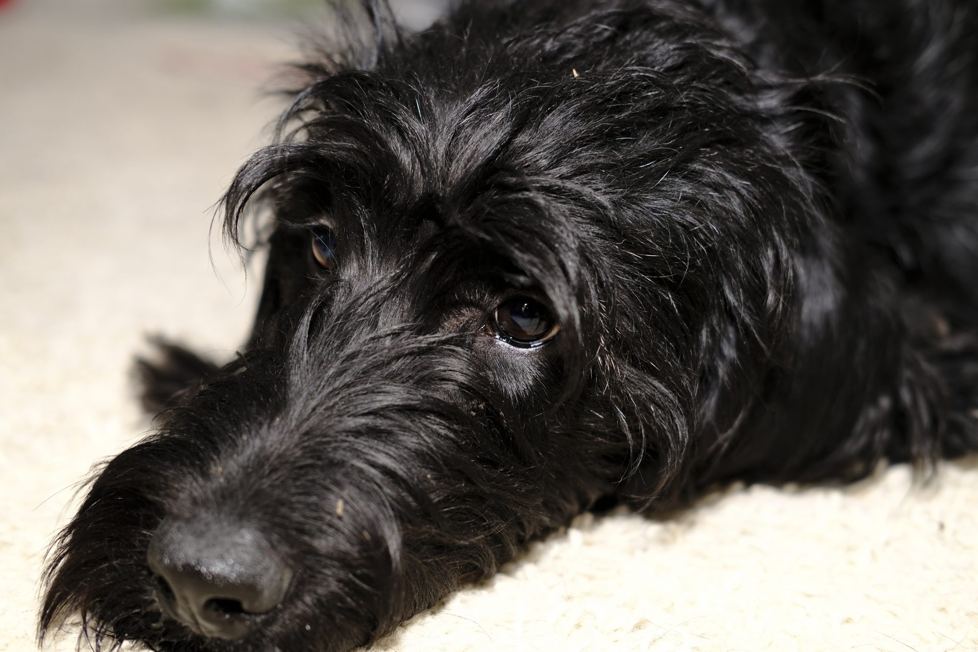 A black dog laying on a white carpet