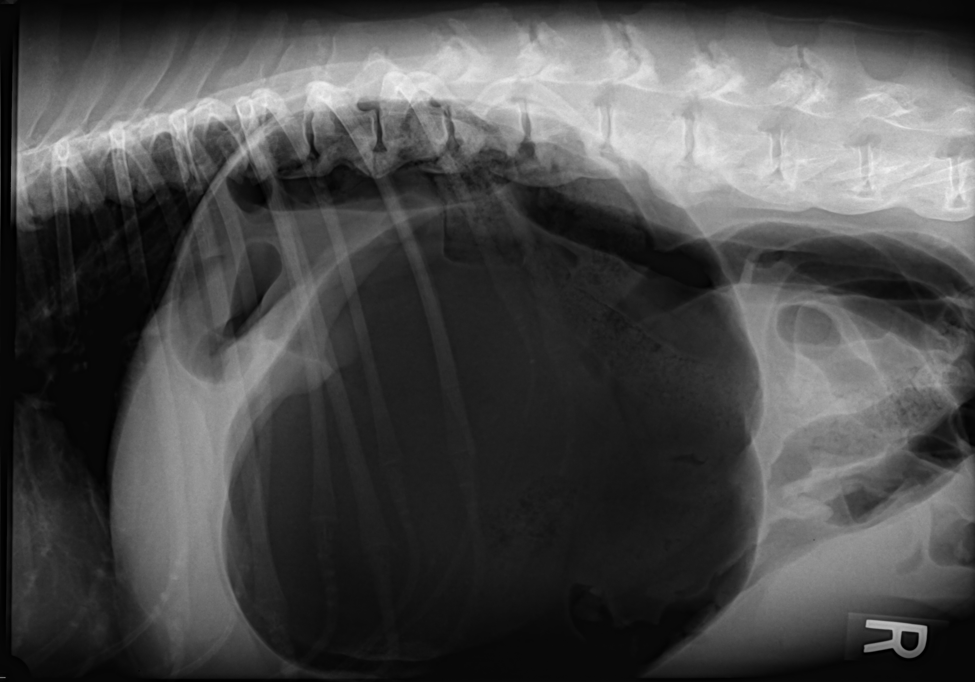 GDV rad Dr Phil Zeltzman’s Blog