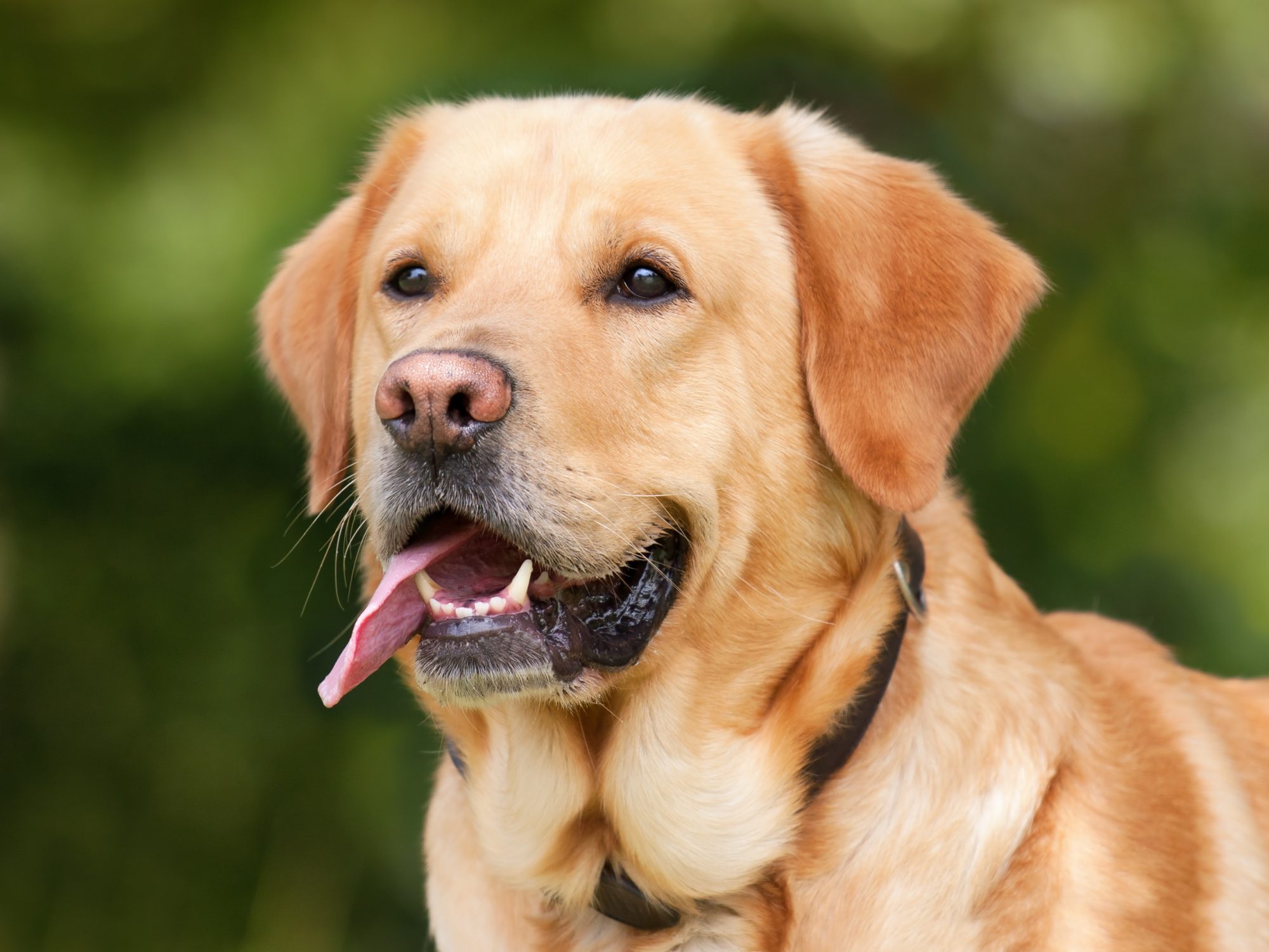Piper, a 6 year old labrador retriever