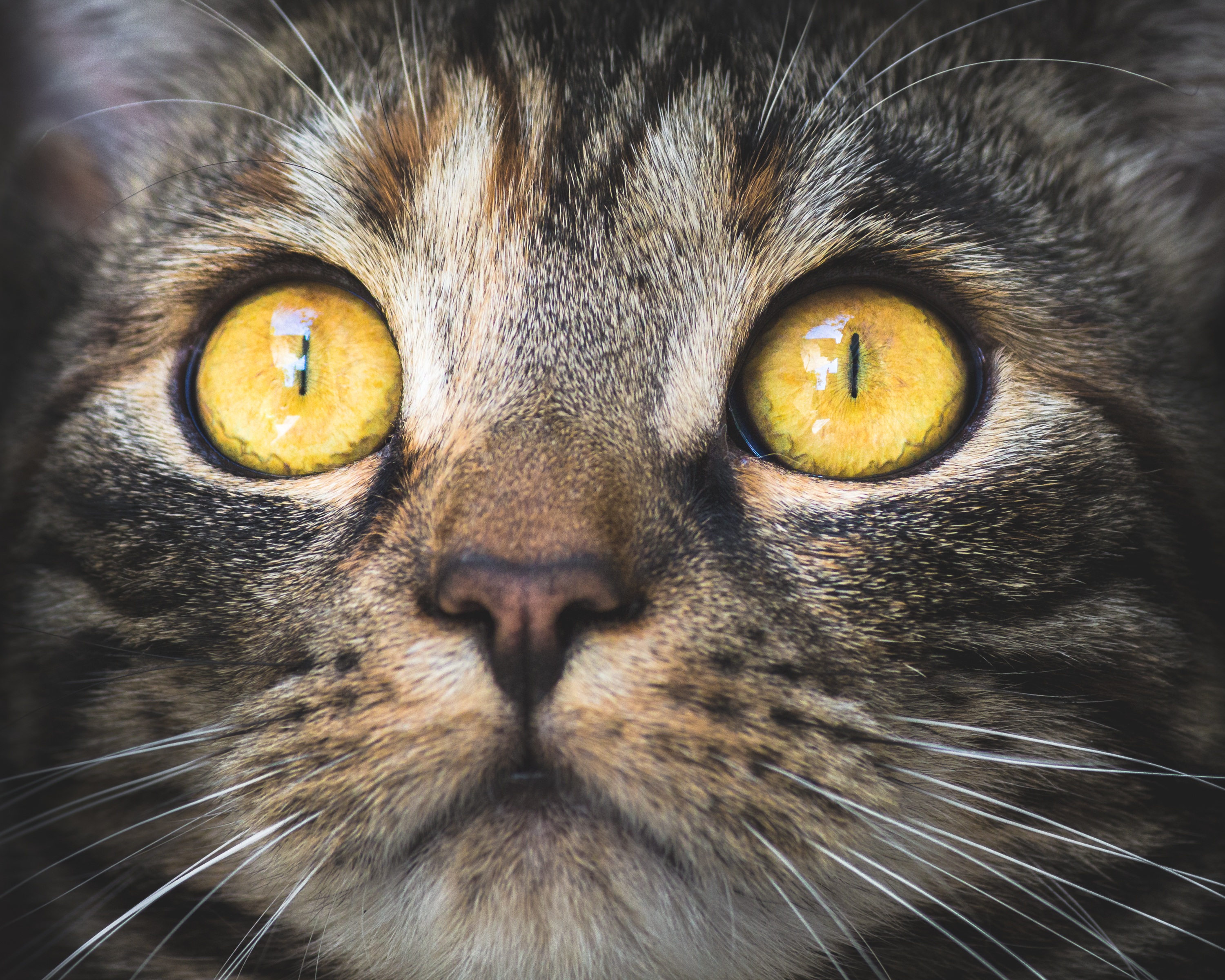 cat-face-2-dr-phil-zeltzman-s-blog