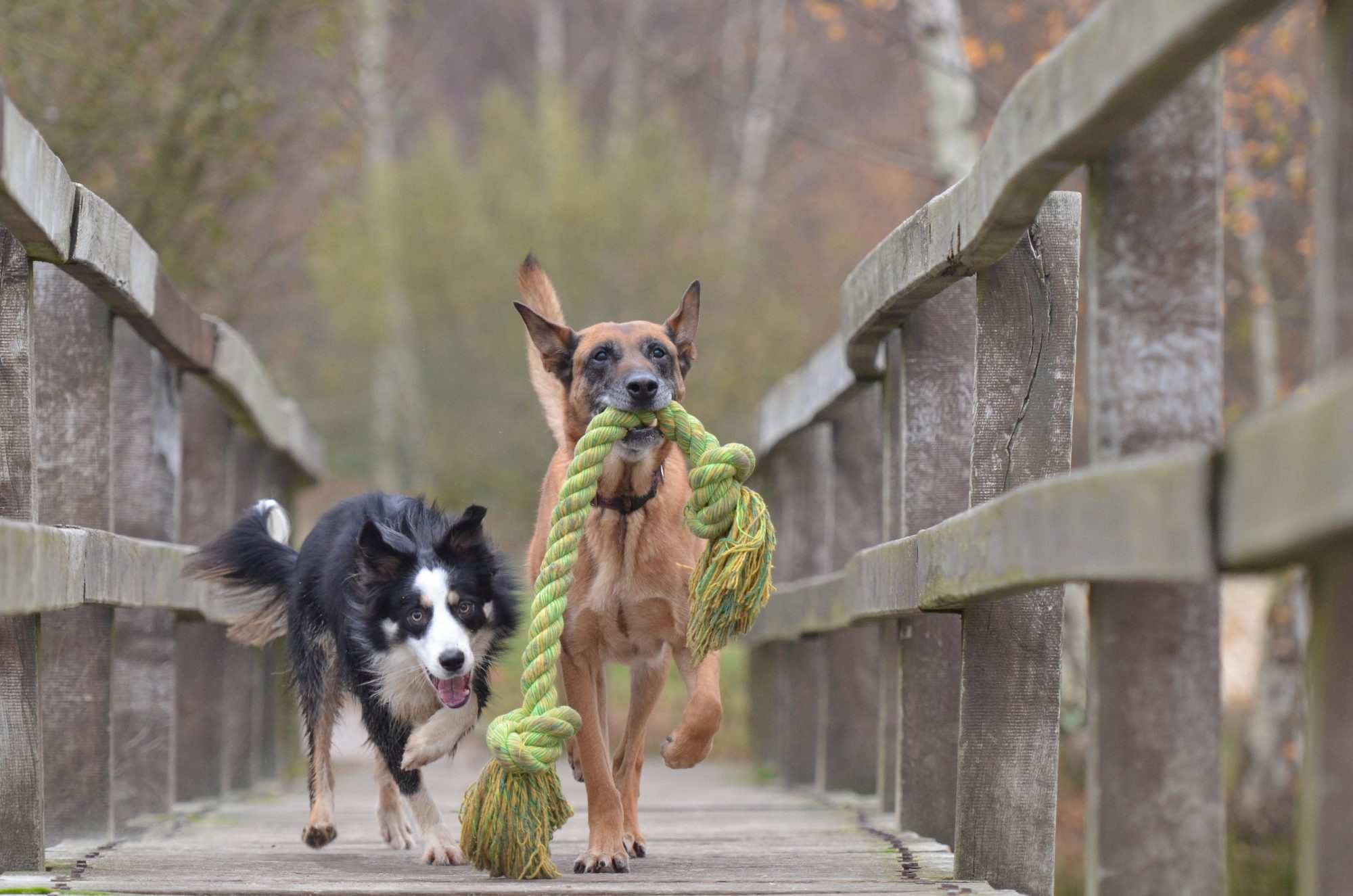 Dogs playing with a rope toy