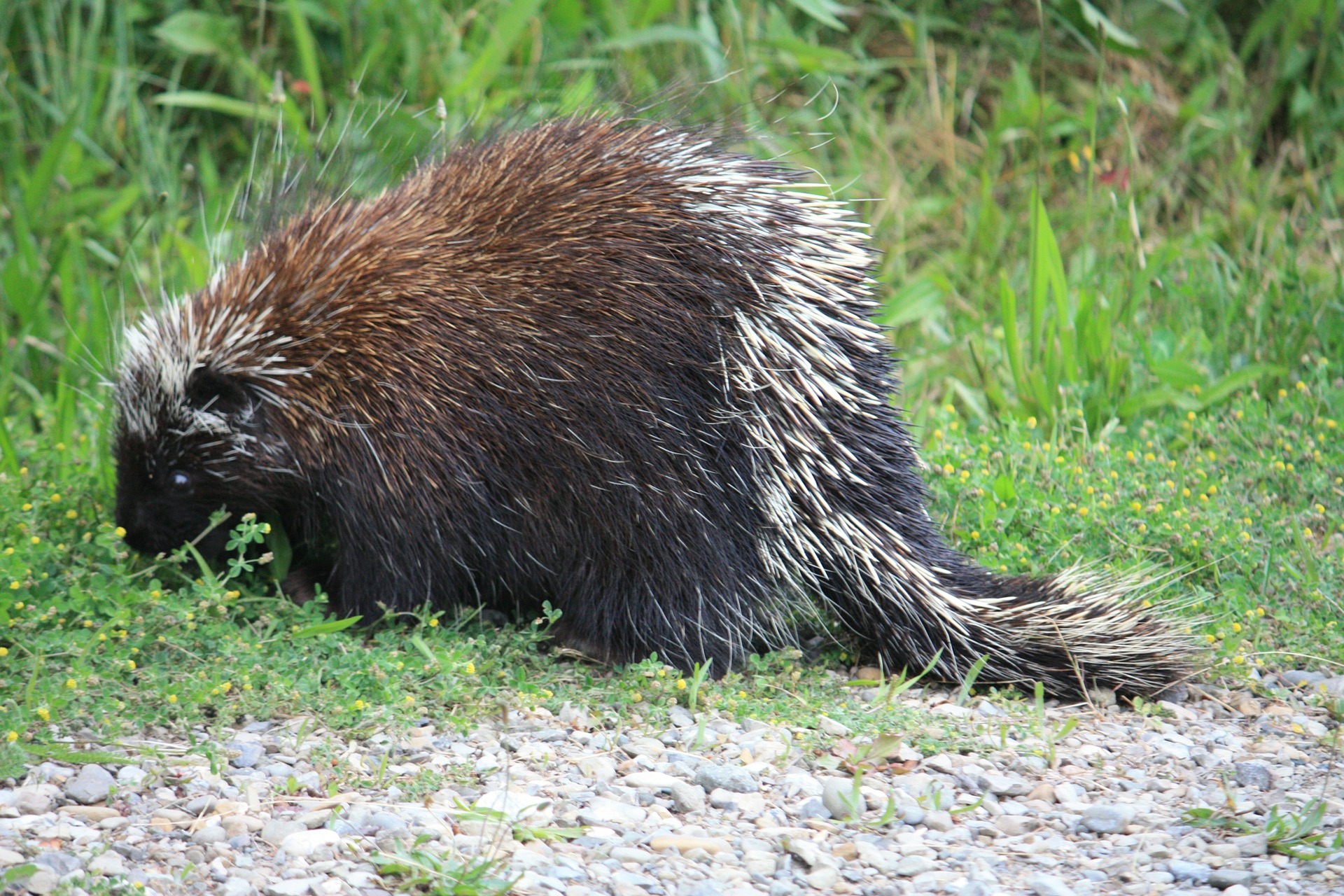 A porcupine in the wild