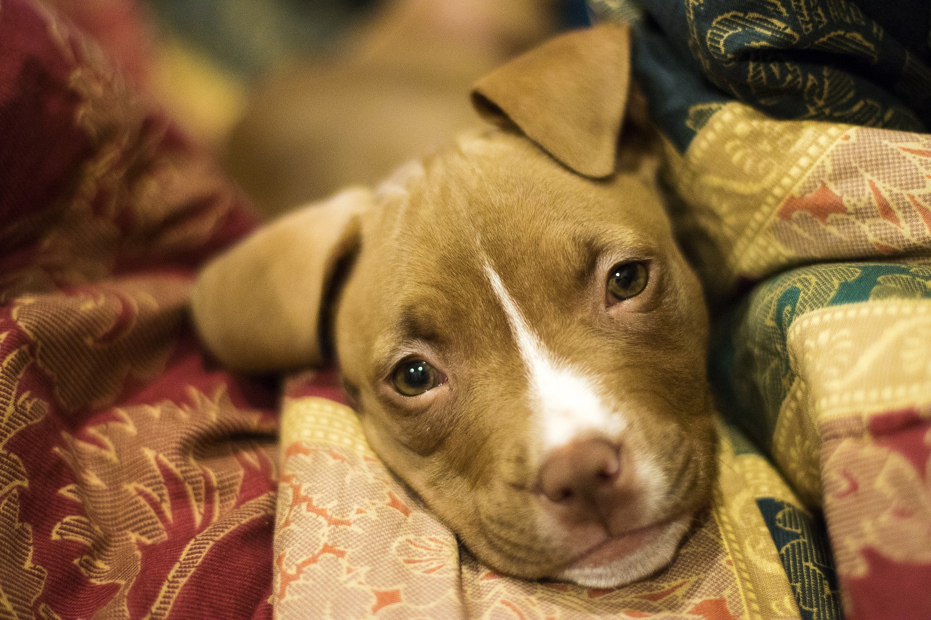 Ace, a 6 month old Pit Bull