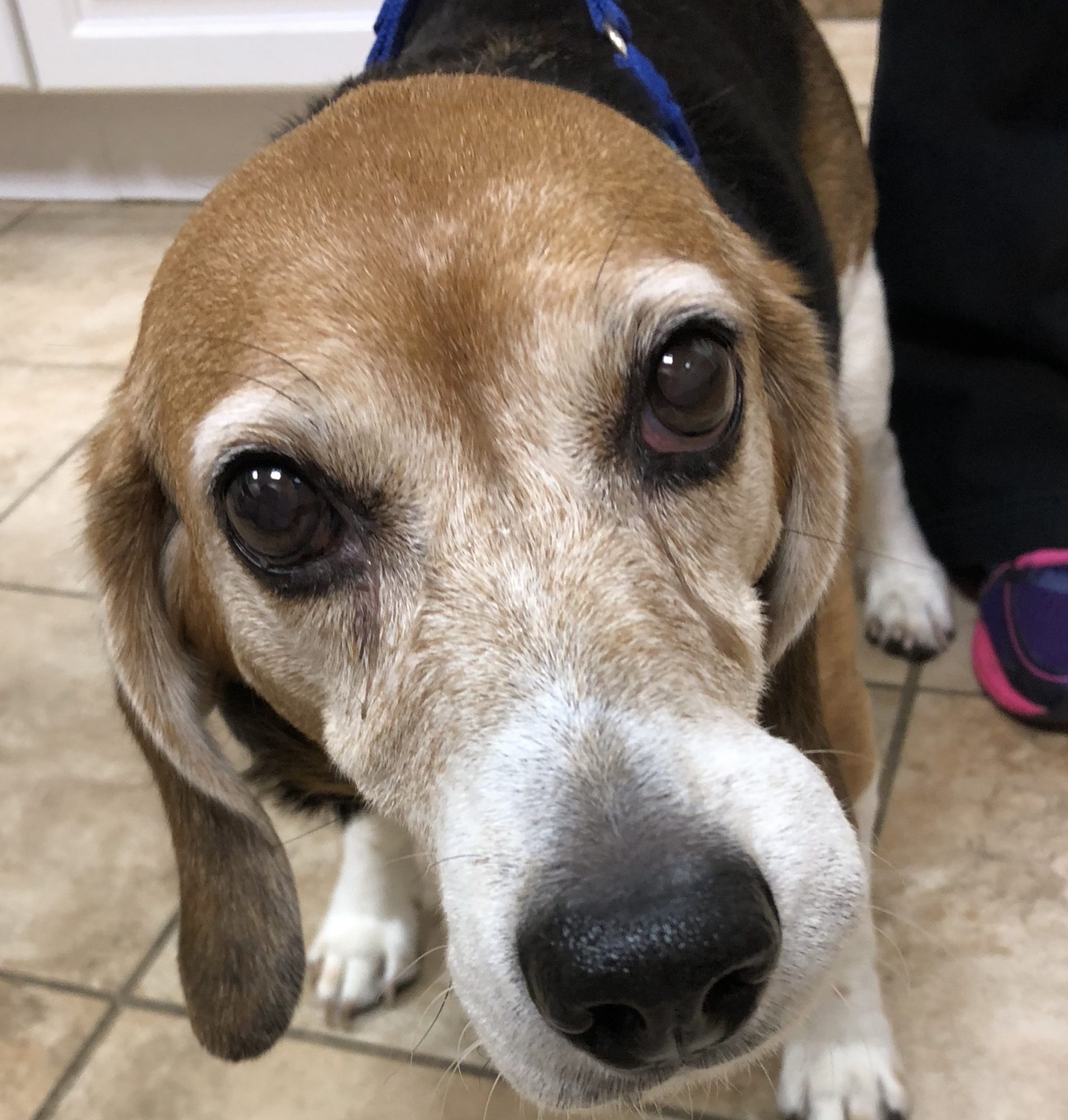 Minnie, a 9 year old beagle