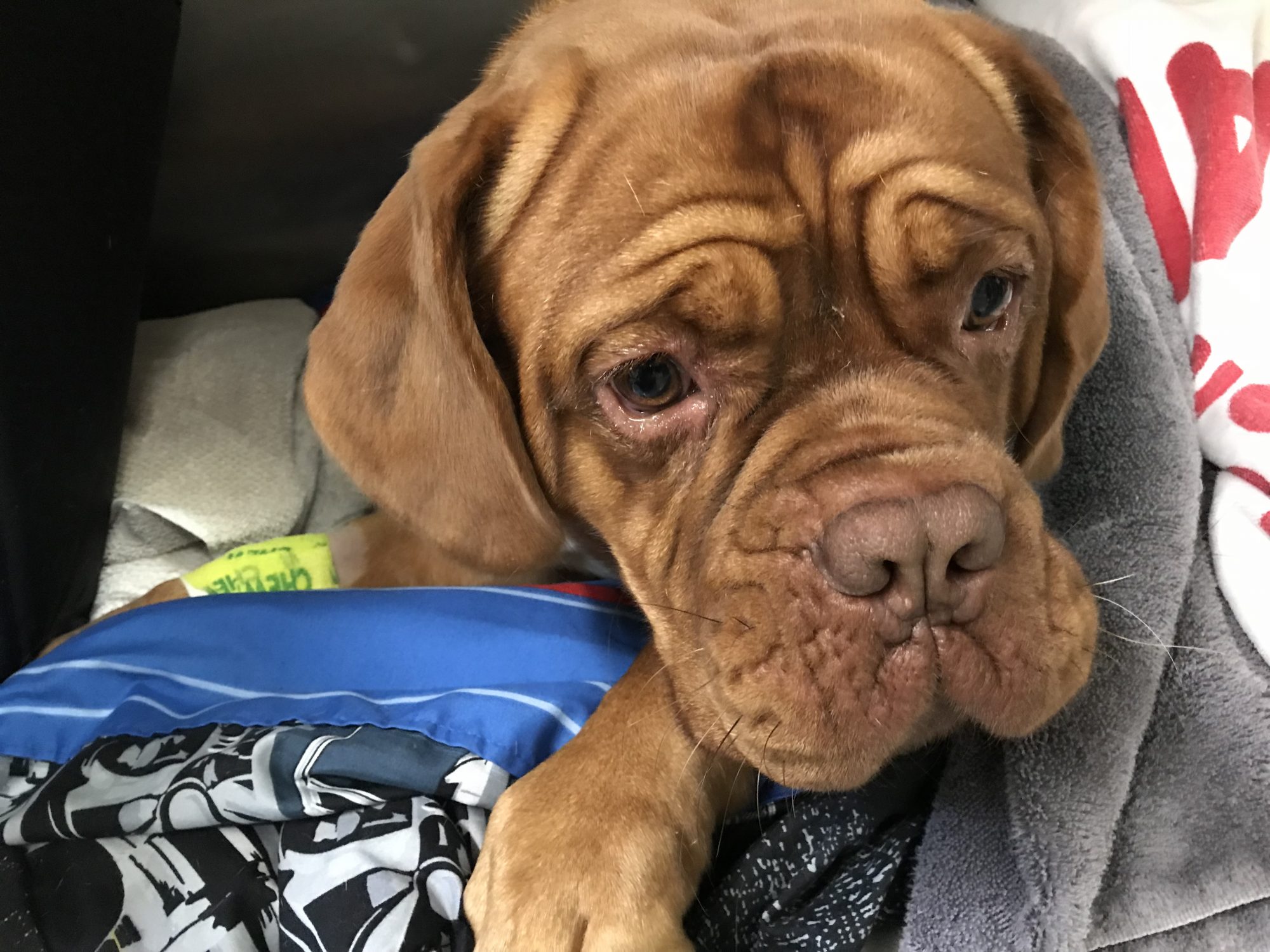 Ruby, a 2 year old Dogue de Bordeaux, wakes up from anesthesia after a TPLO to address a tear of her ACL
