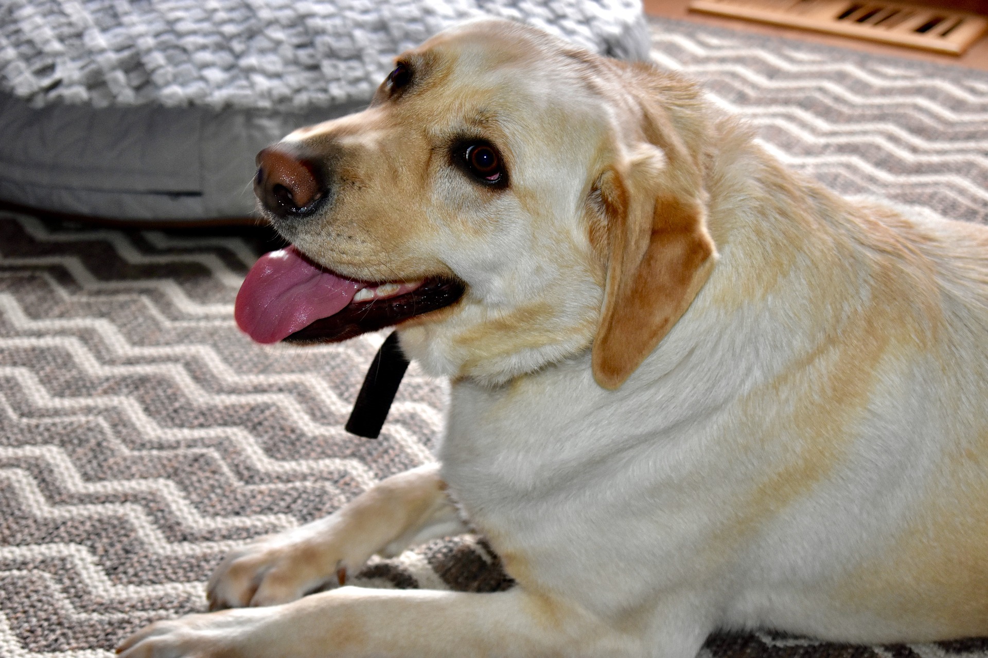 A yellow Labrador Retriever