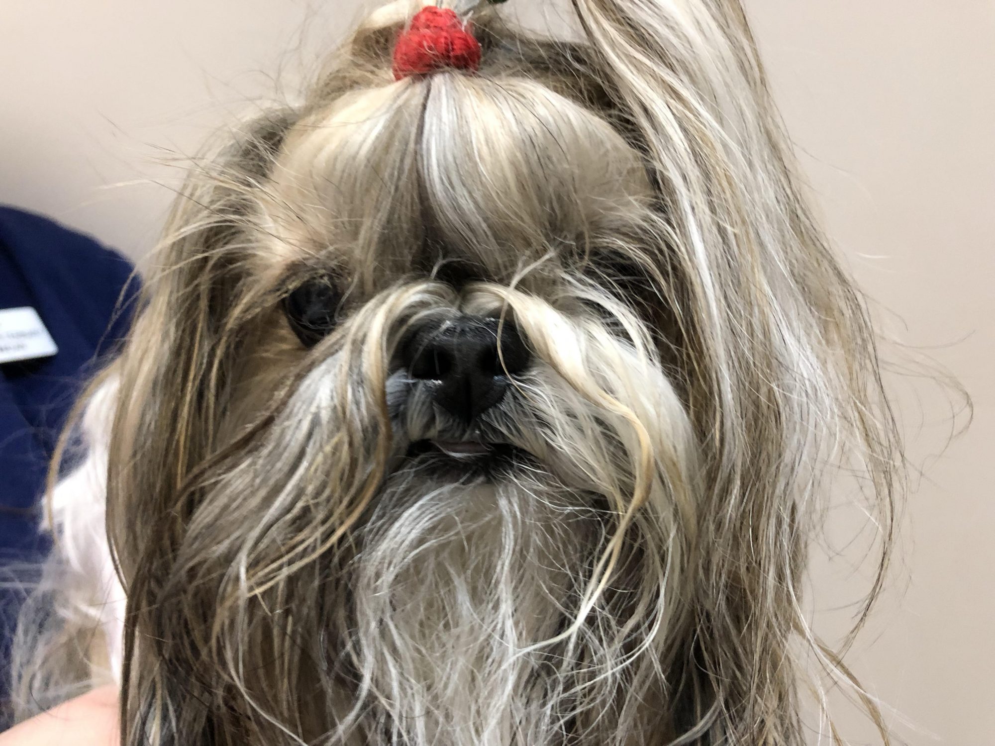 Cartier, a 12 year old Shih Tzu