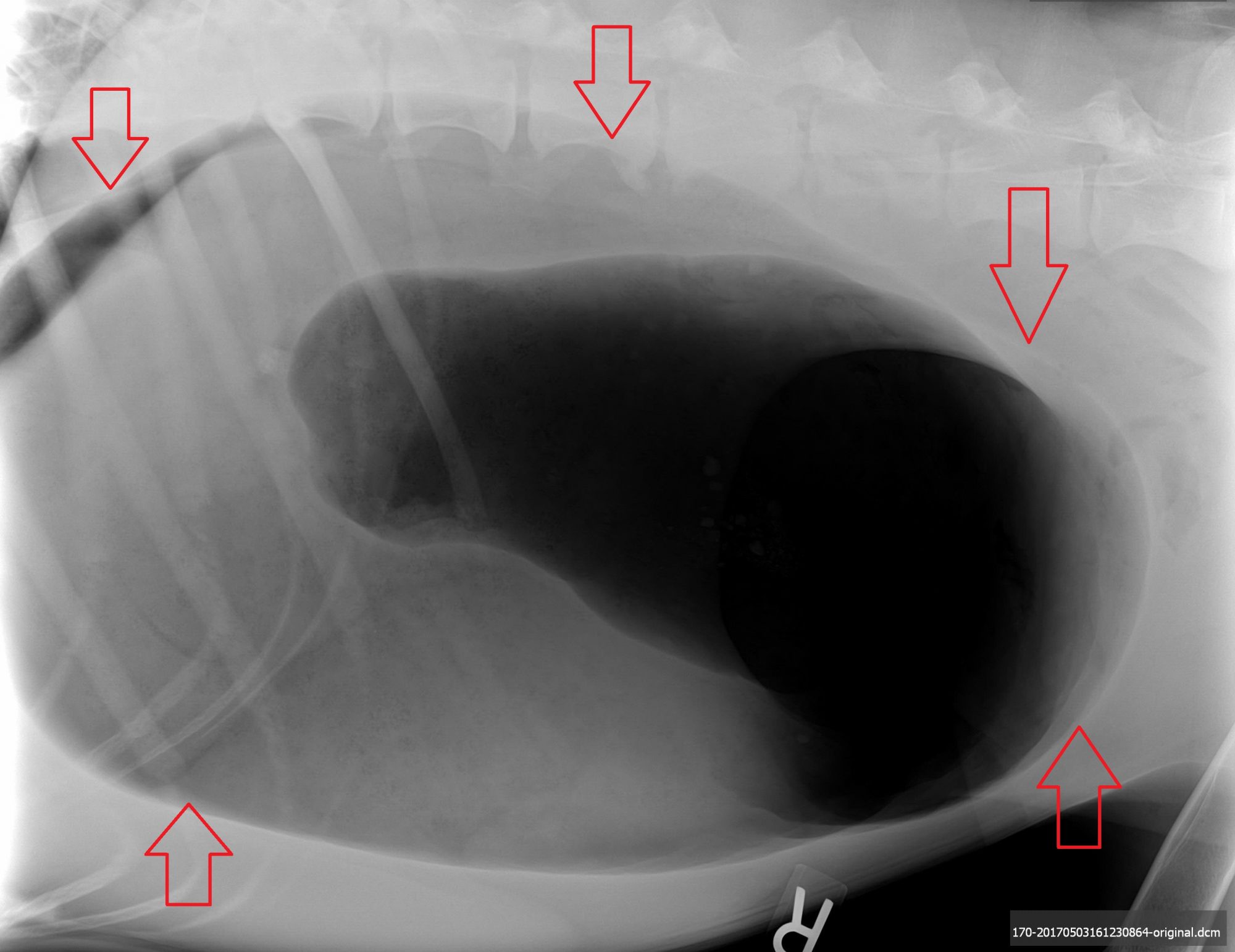 A classic example of the “single bubble” of GD in a German Shepherd. The arrows show the size of the stomach