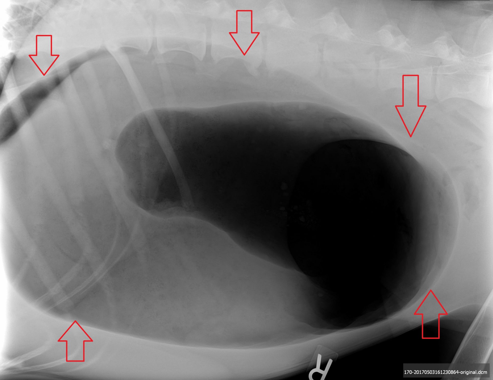 what do dog x rays show