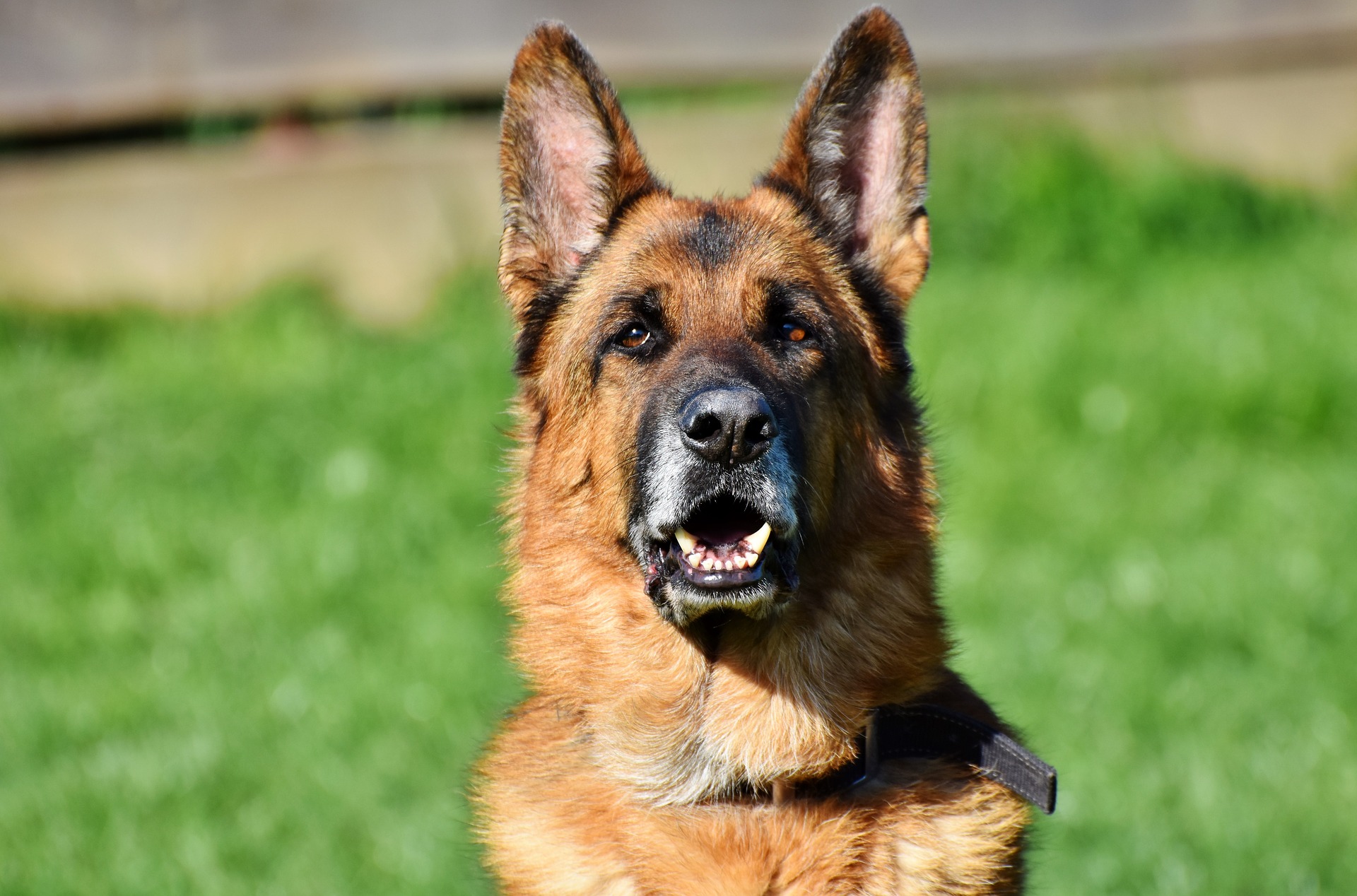 A German Shepherd 