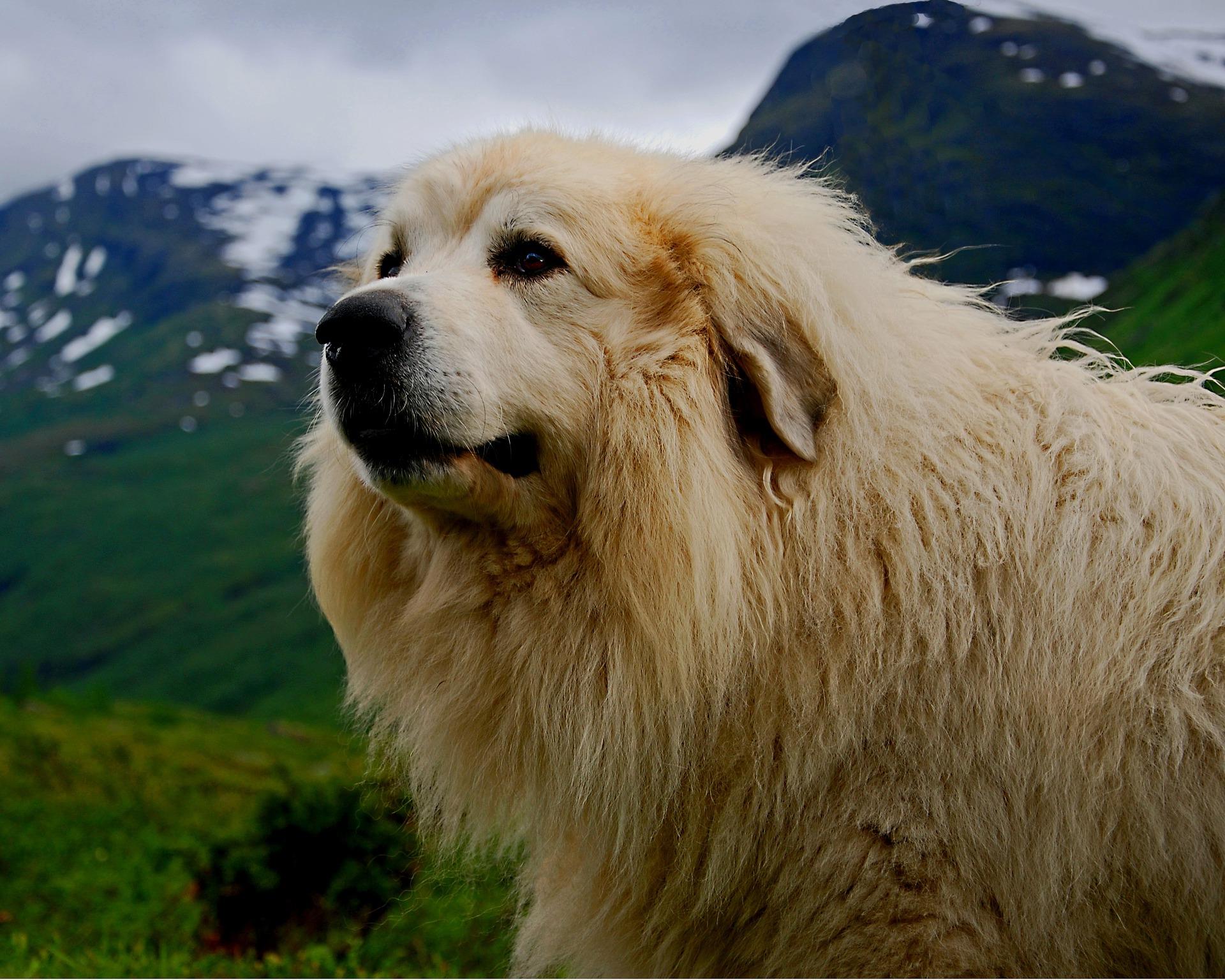 A thickly furred dog in the outdoors