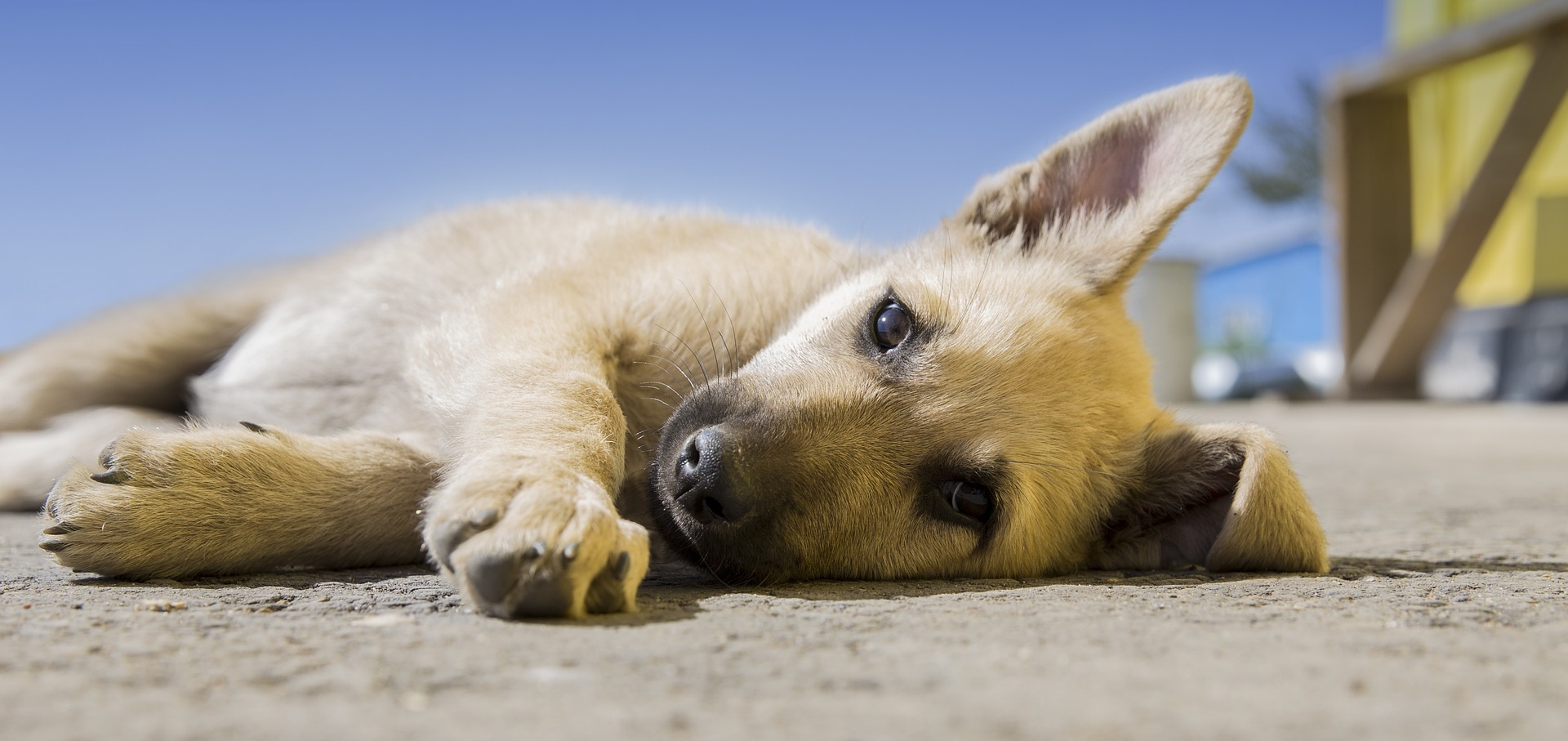 A puppy laying on the beach