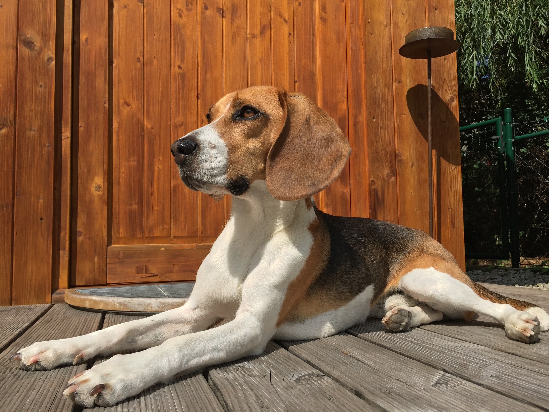 Joshua, a 3 year old Beagle