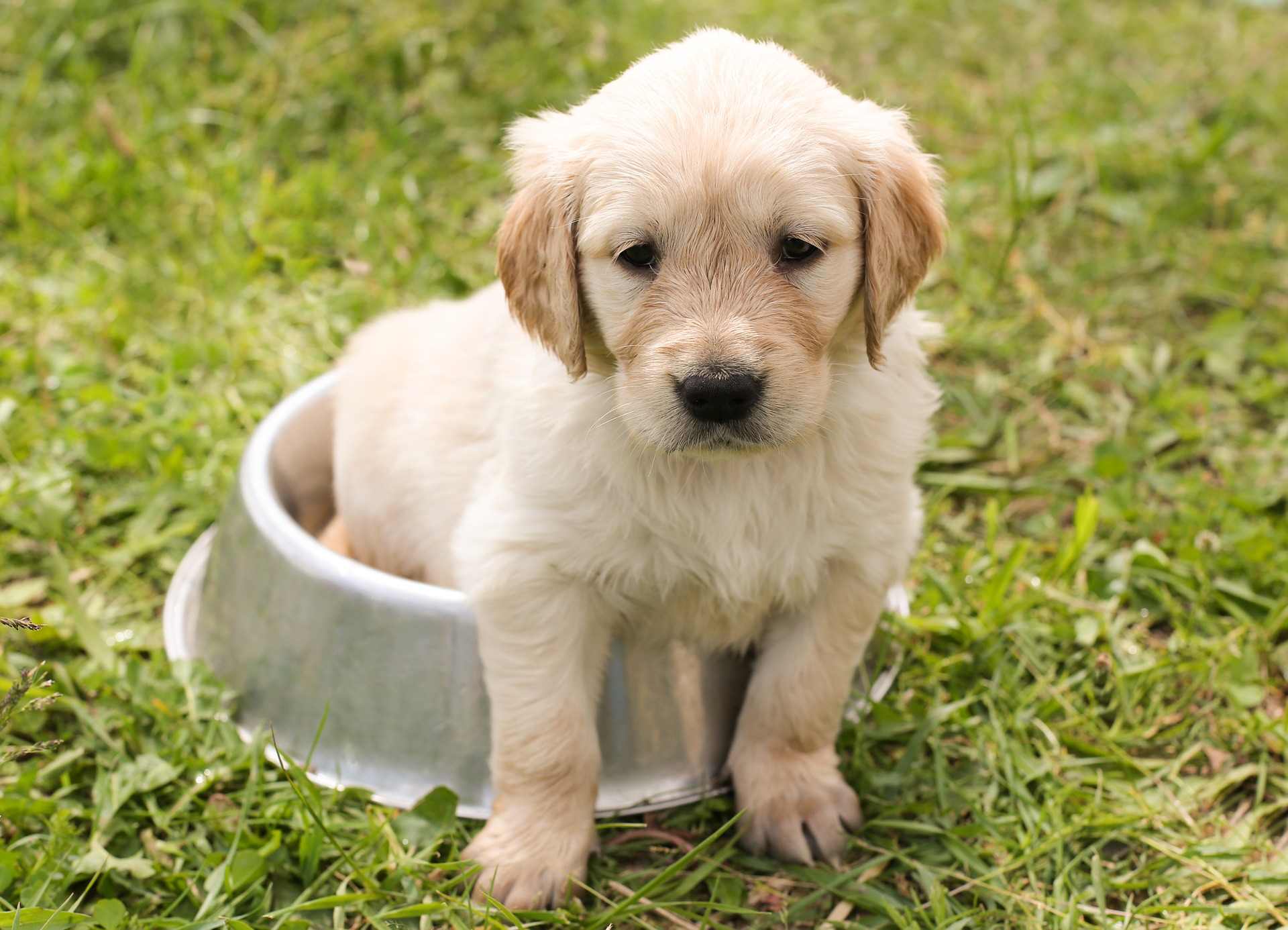 Khloe, a 2 month old Golden Retriever