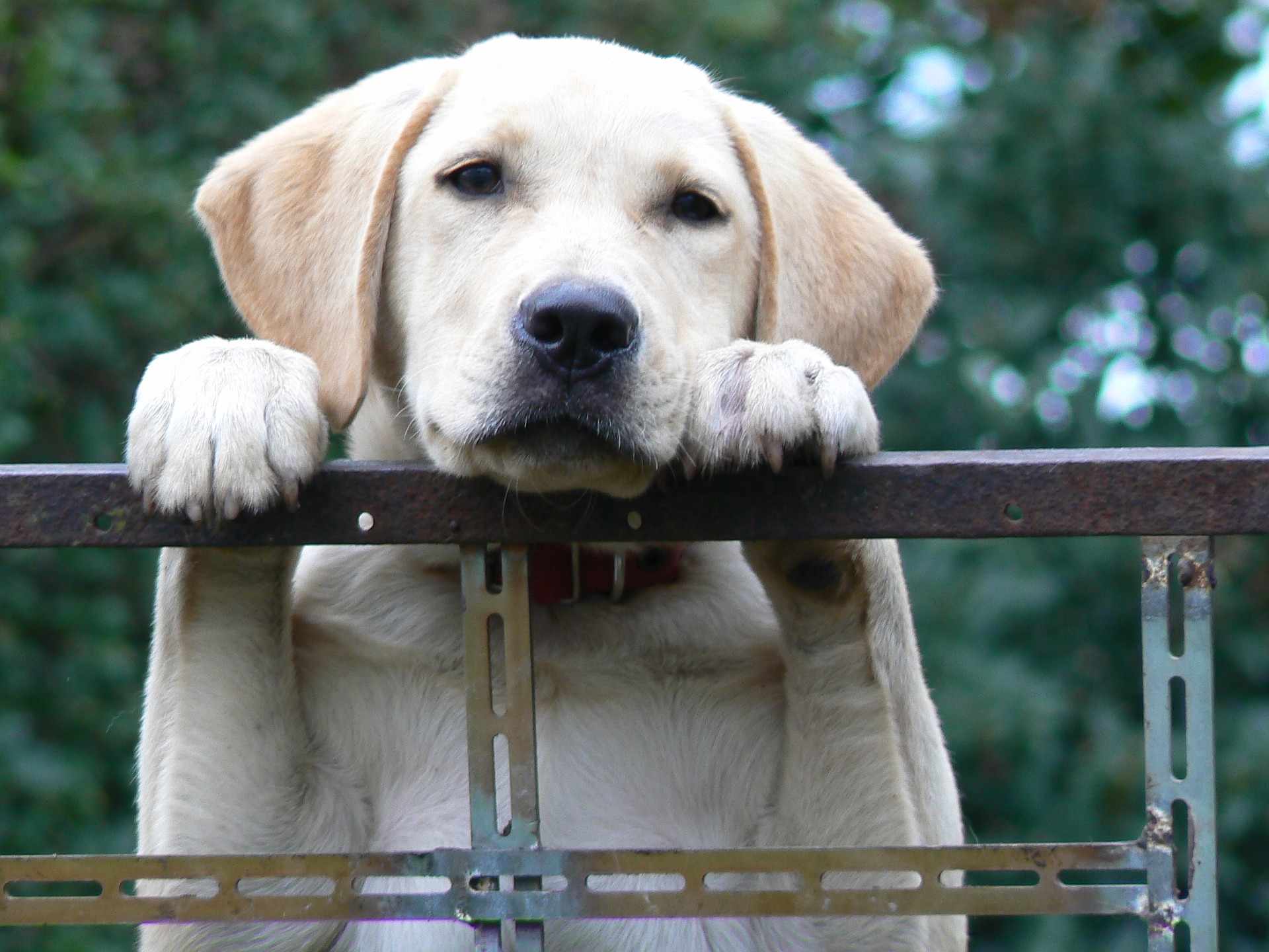 Sparky, a Labrador Retriever