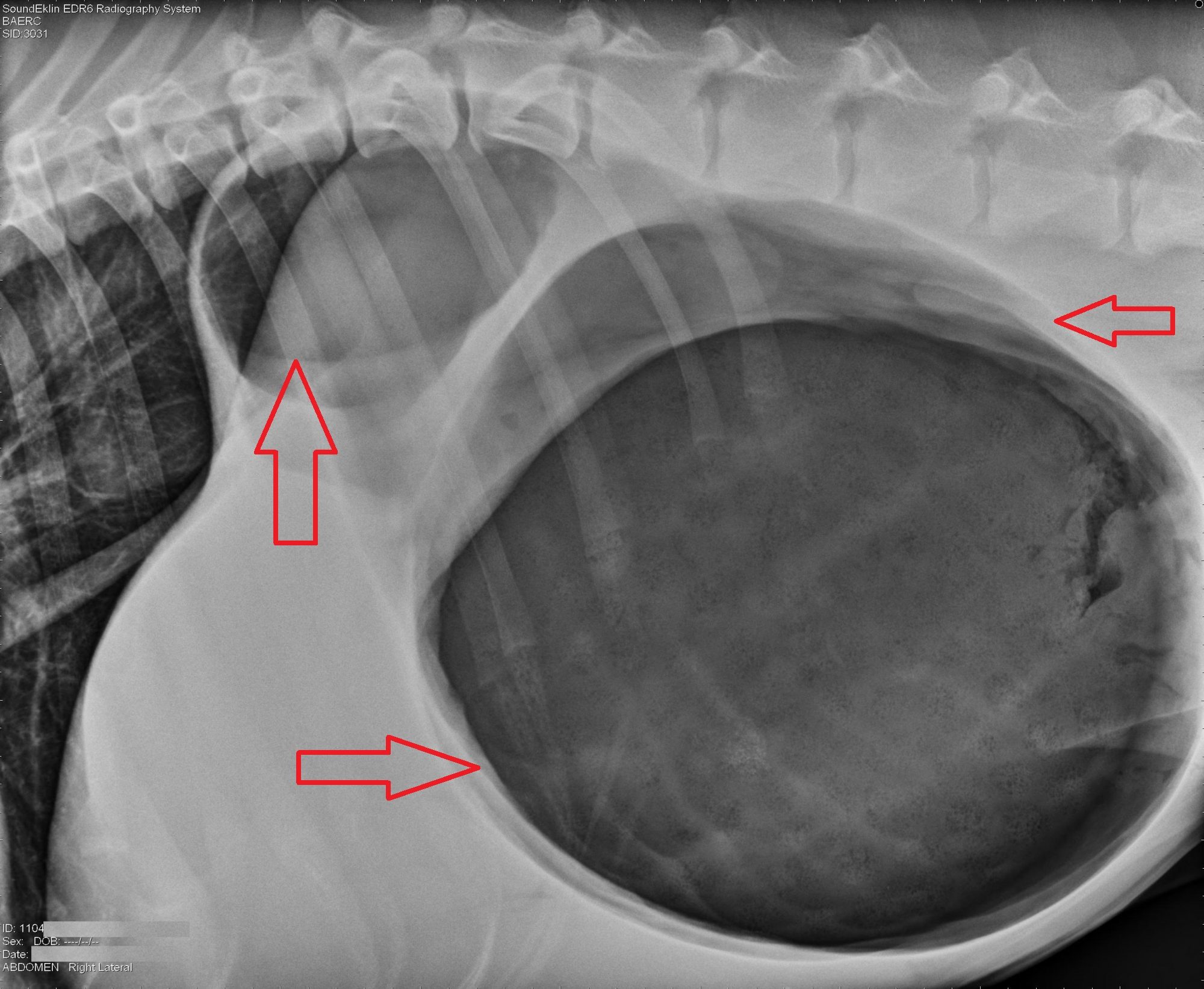 dog x ray stomach