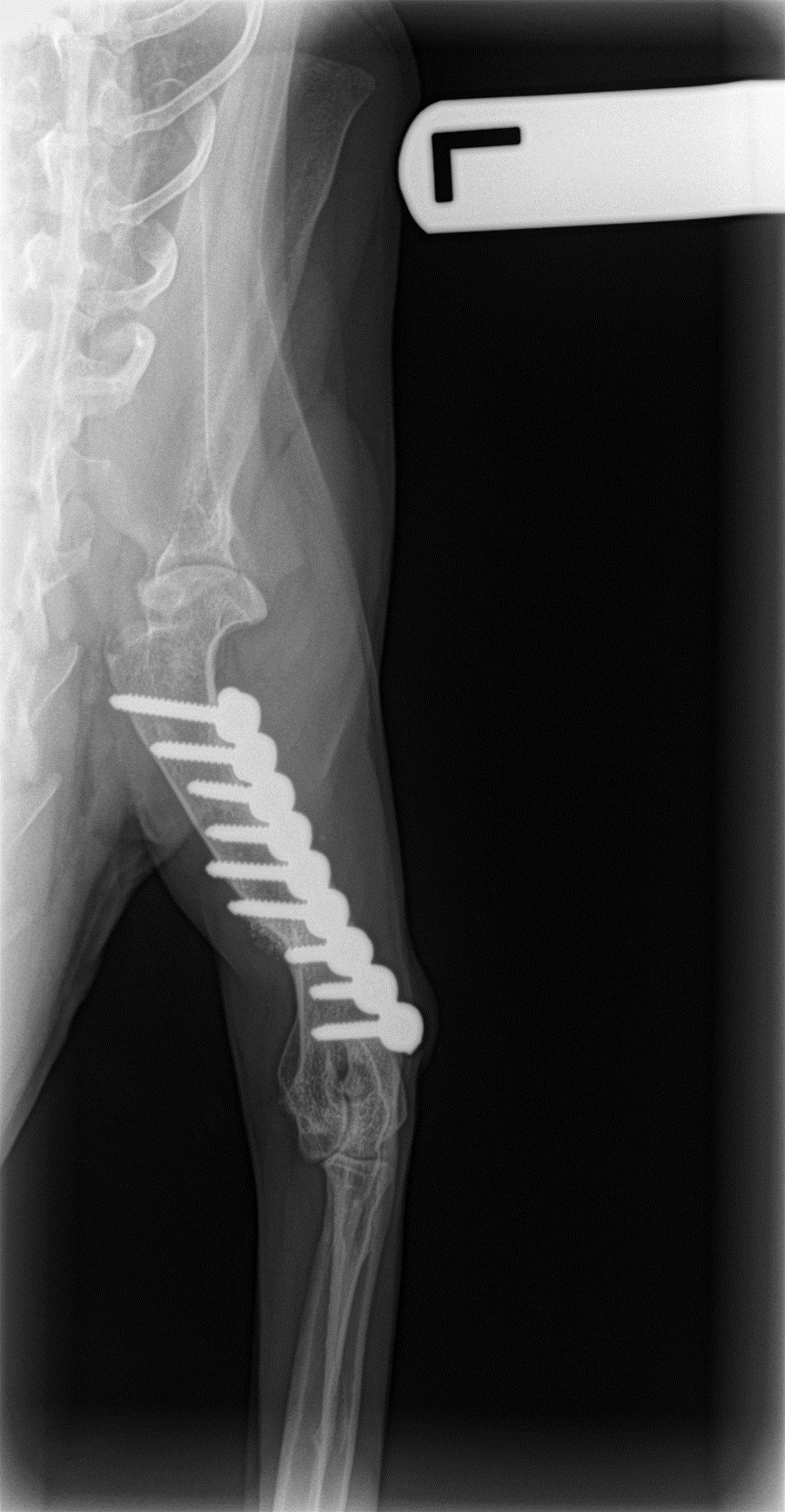 More x-rays after 2 months