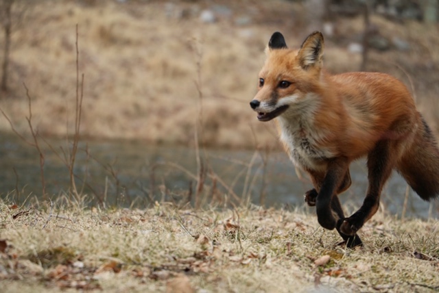 Robin Hood back in the wild