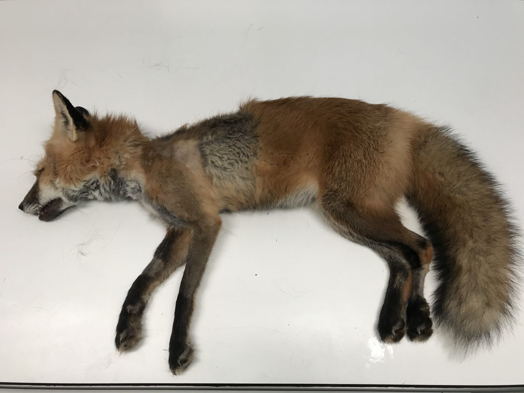 Fox sedated on the X-ray table