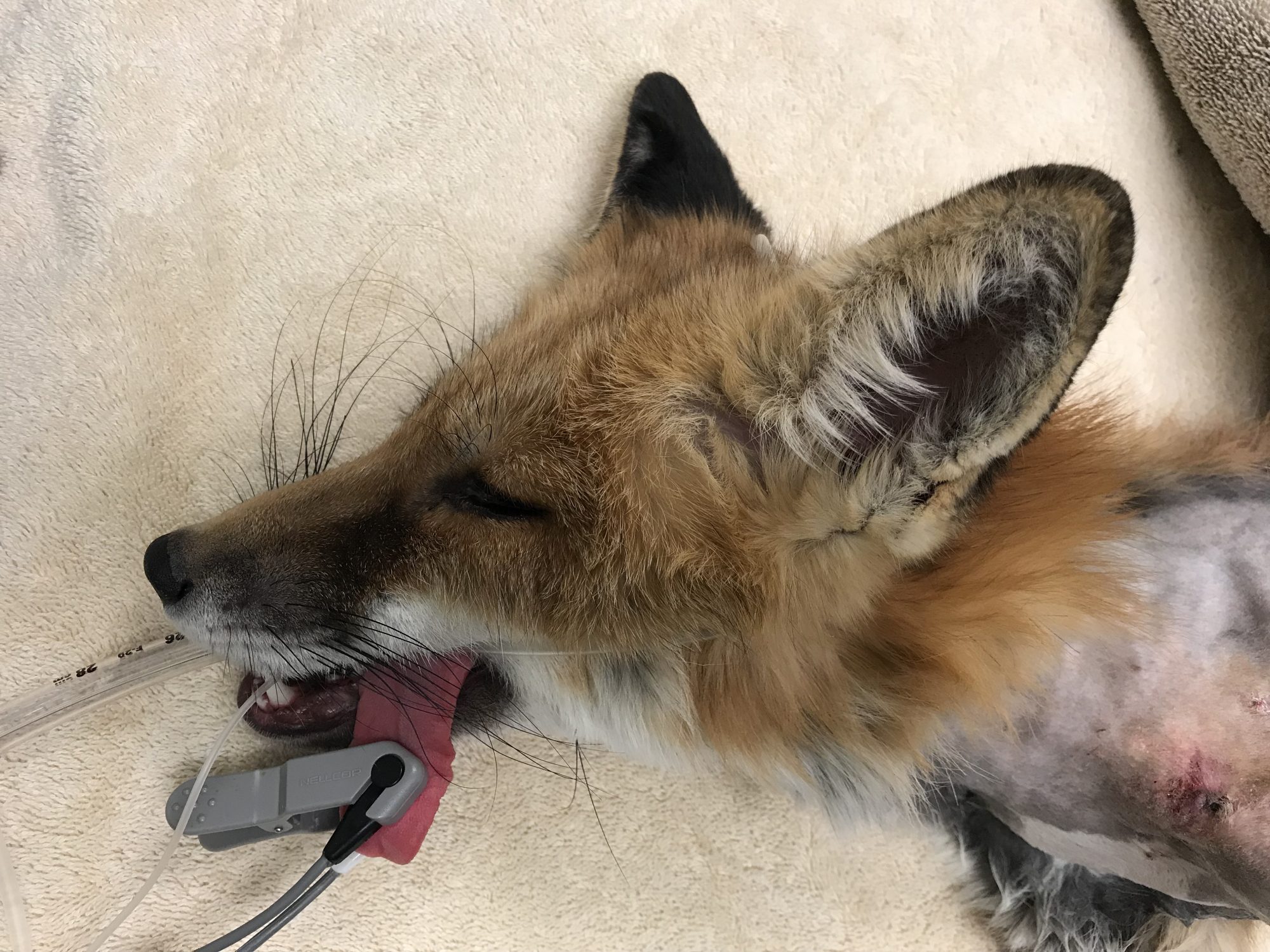 A fox under anesthesia