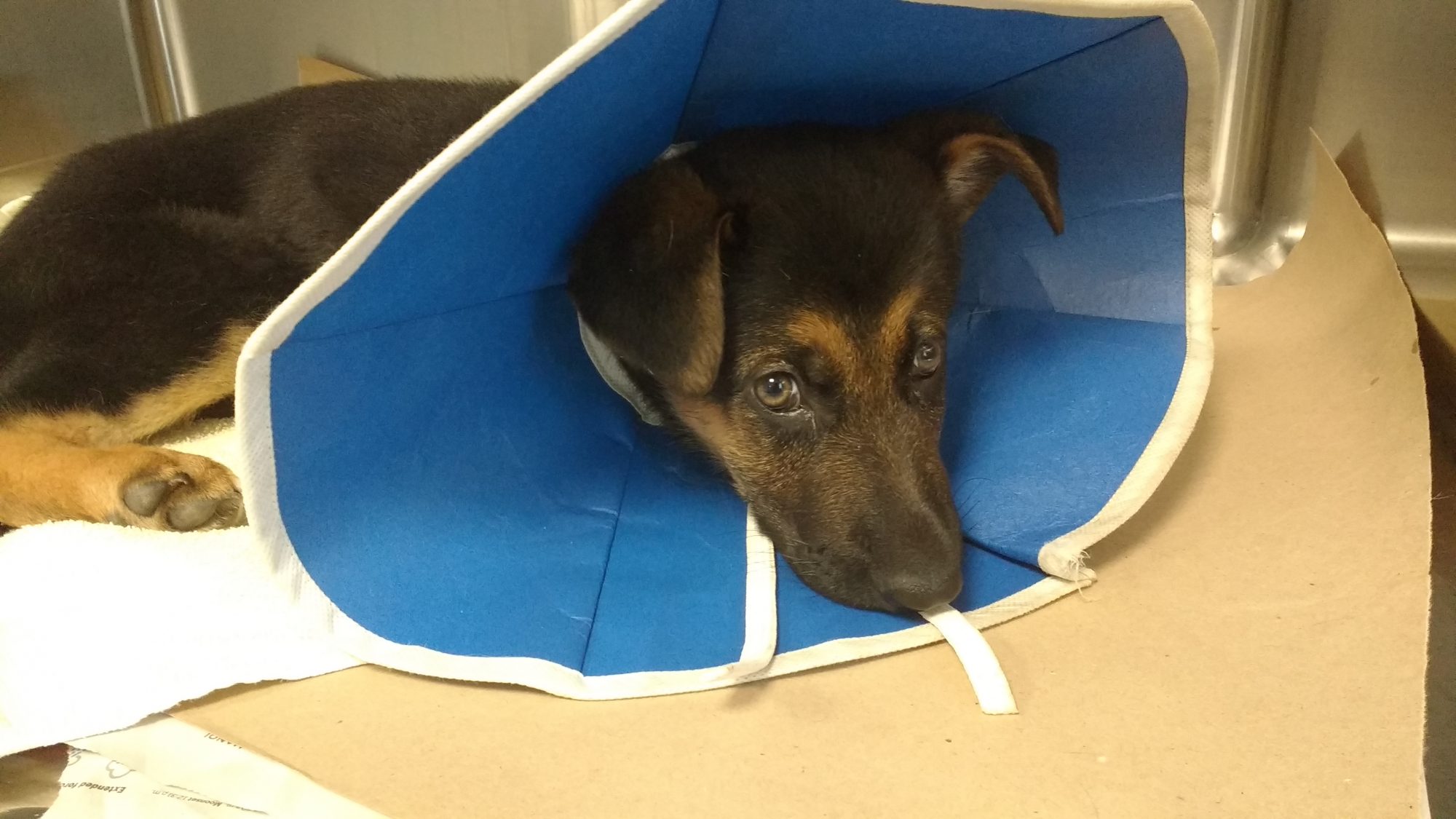 Major, a 3 month old German Shepherd