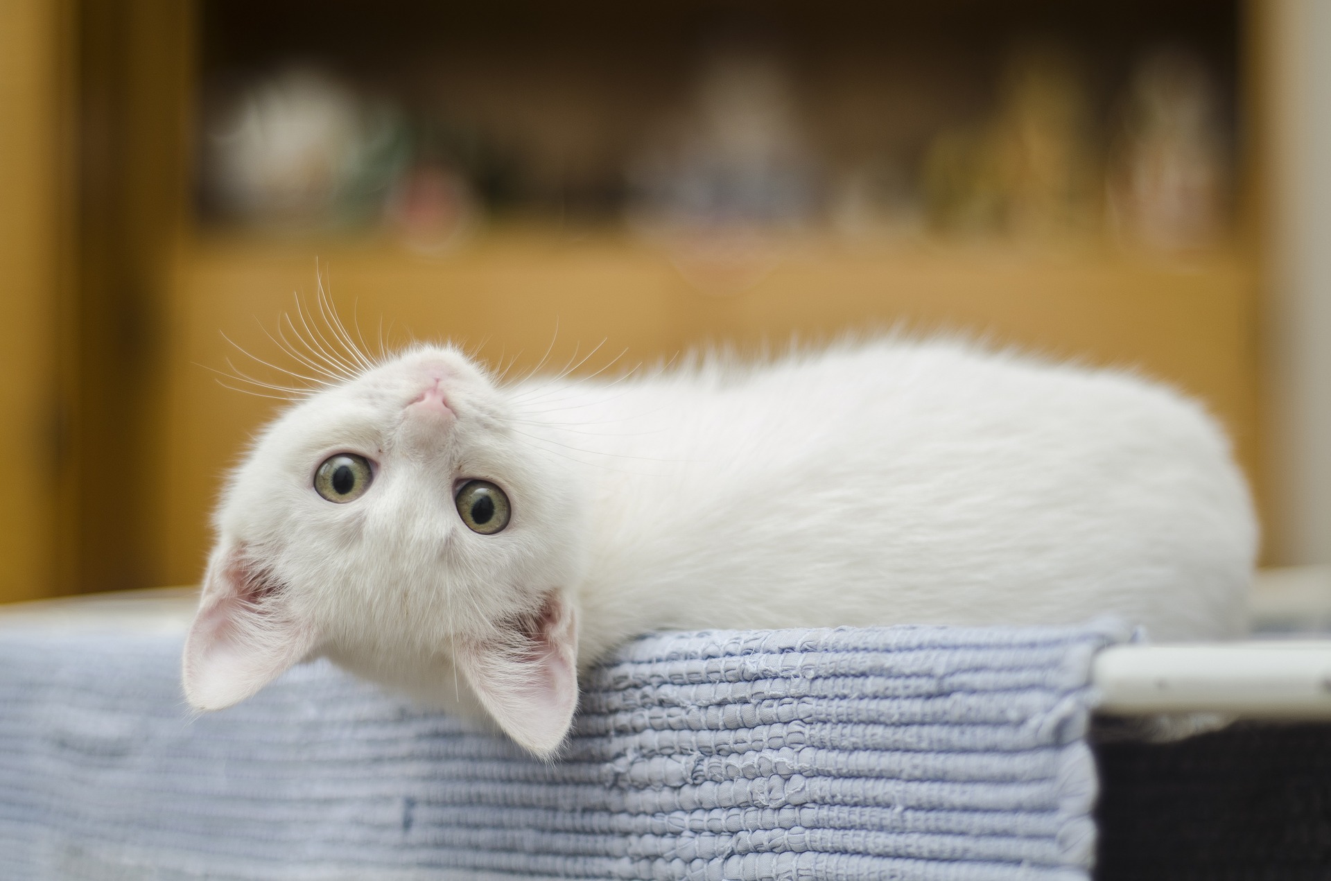 A white kitten on a table
