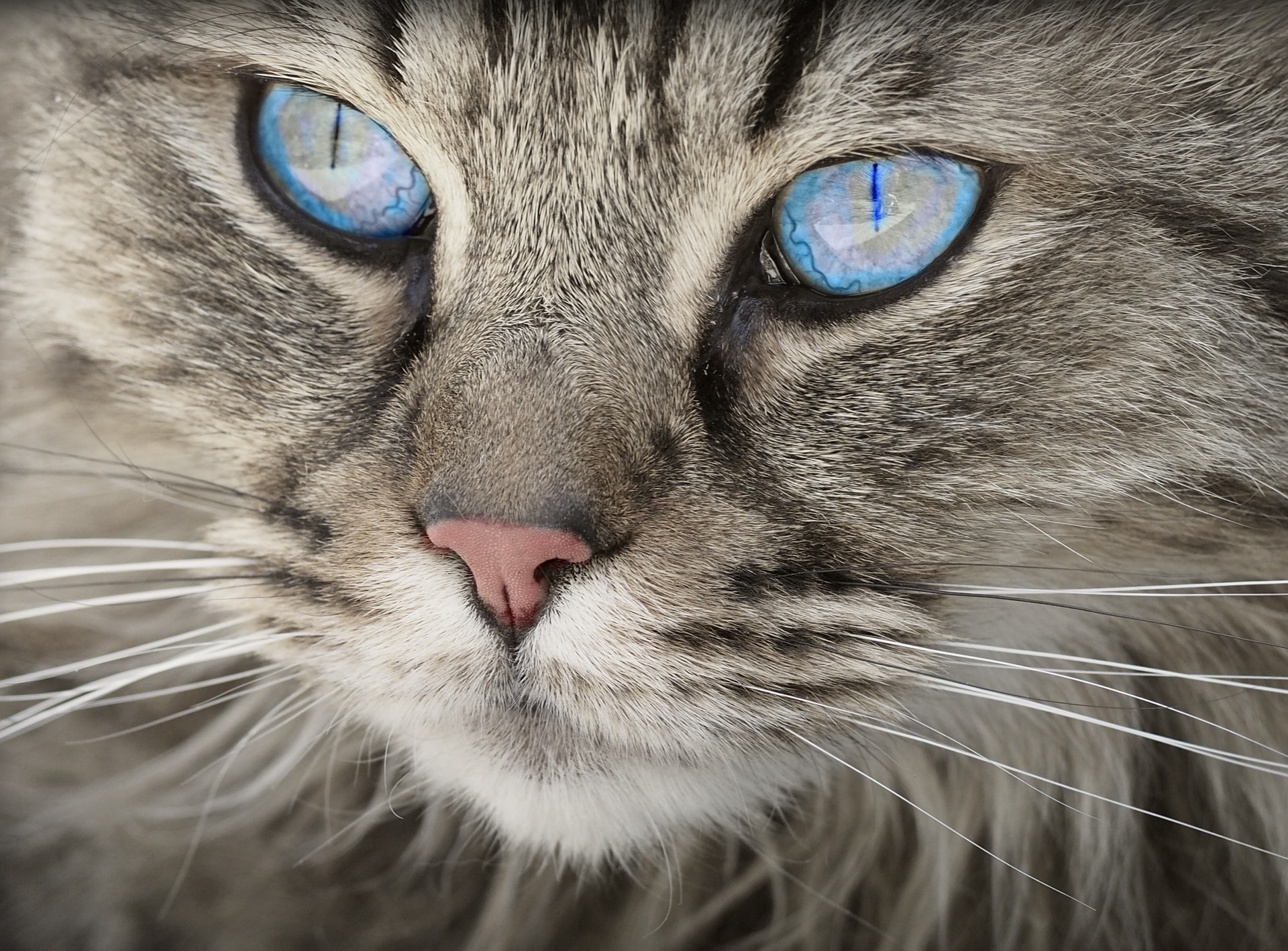 A grey cat with blue eyes