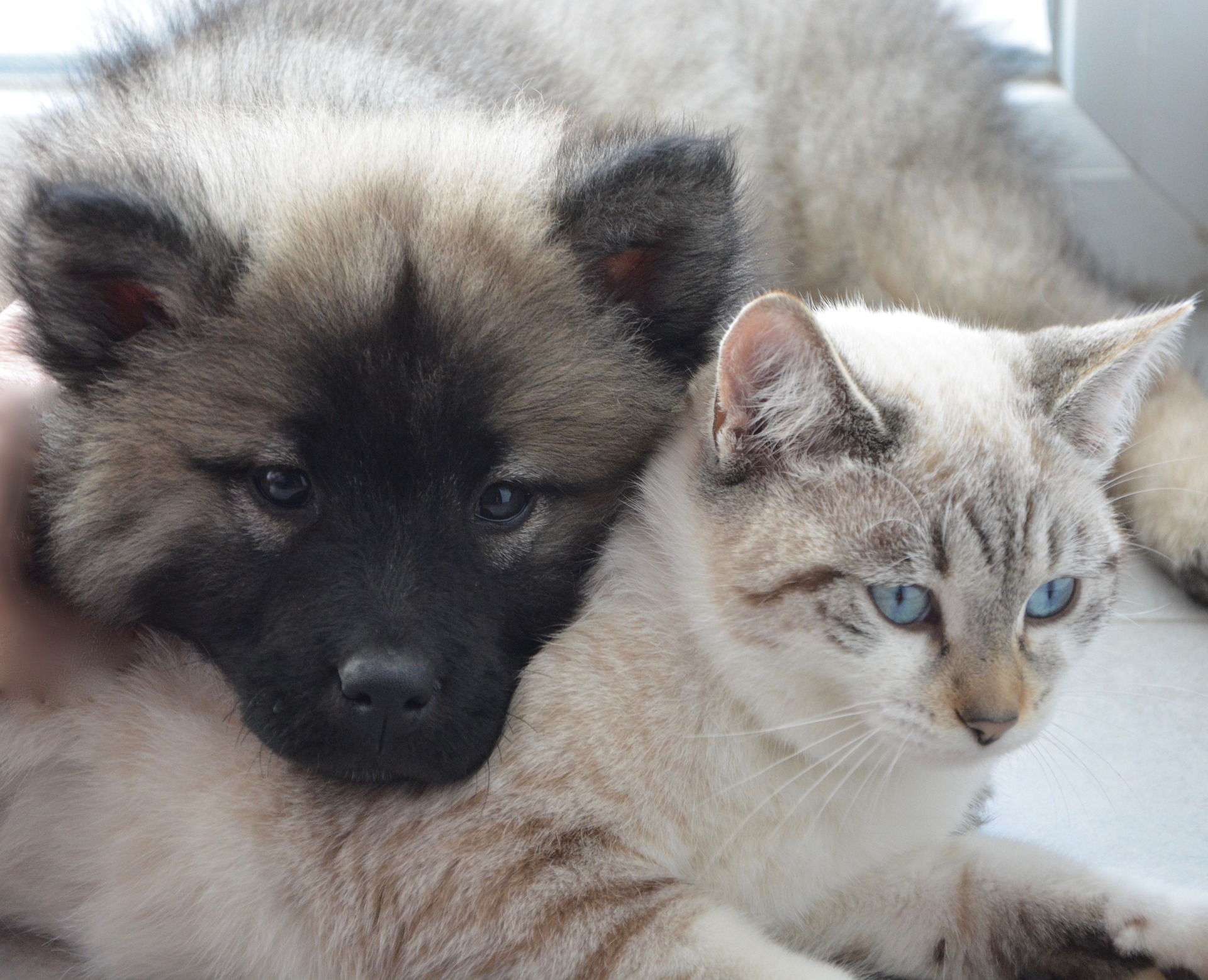 A cat and dog cuddling