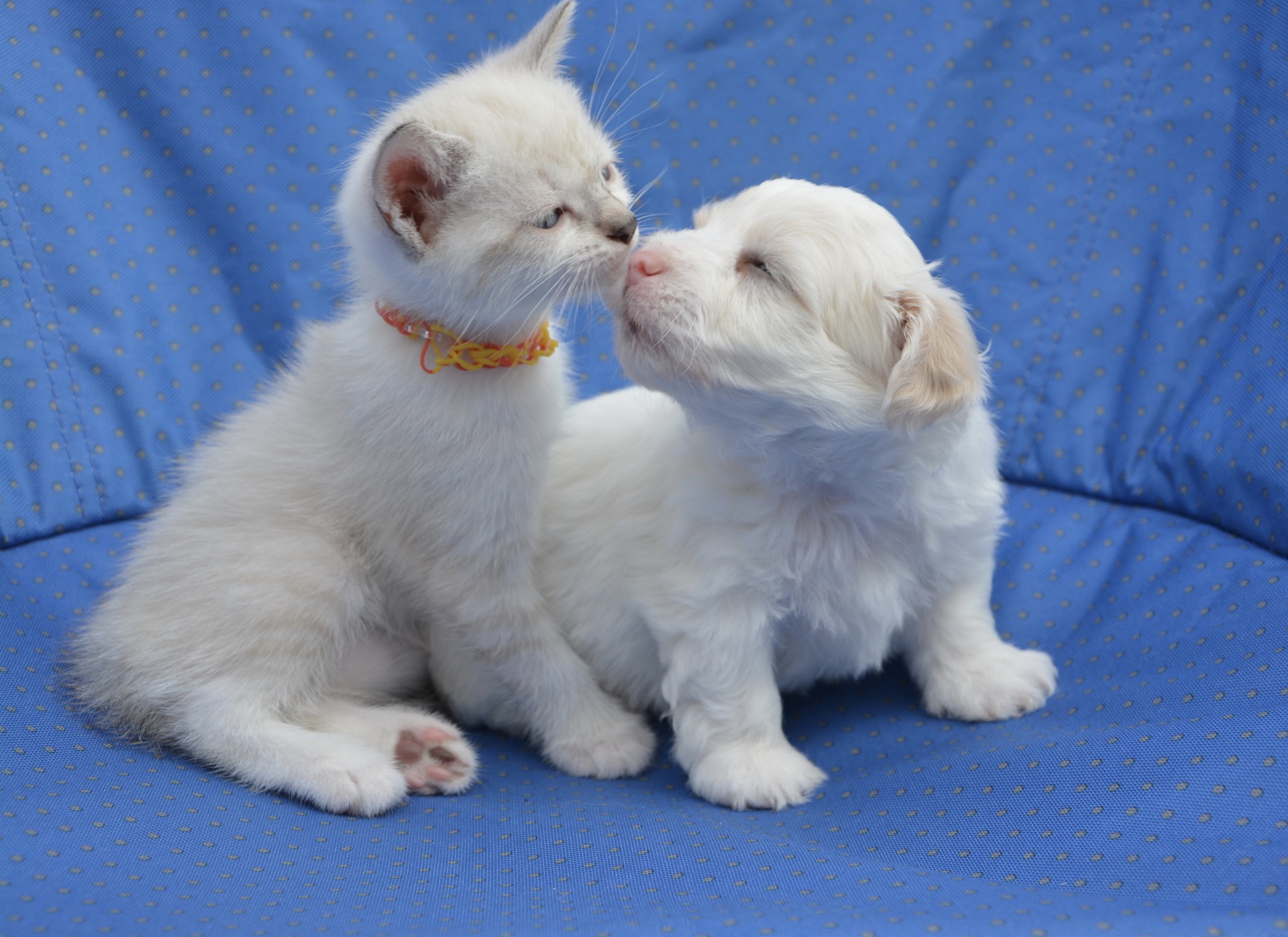 A white kitten and puppy