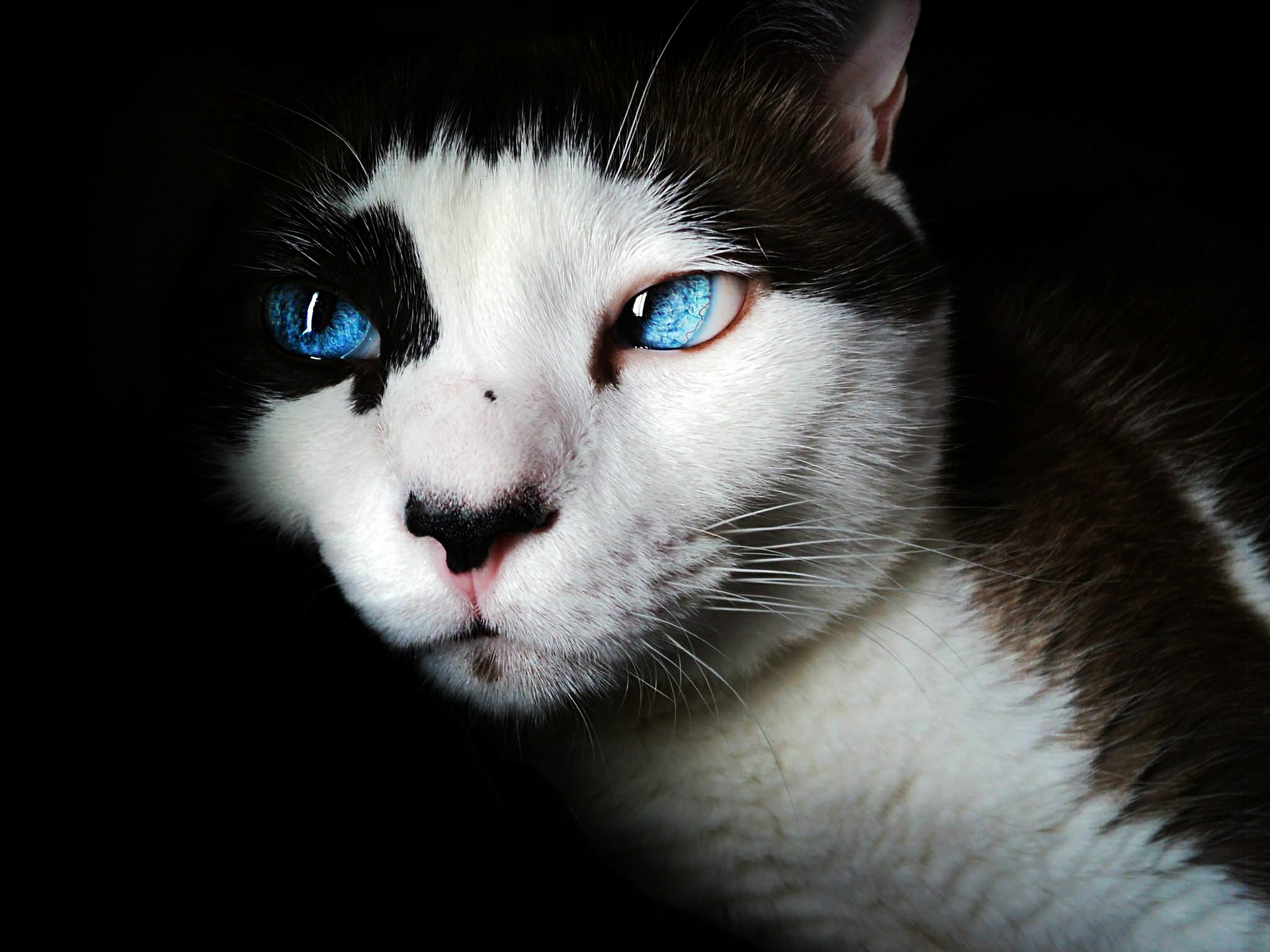 A black and white cat with blue eyes