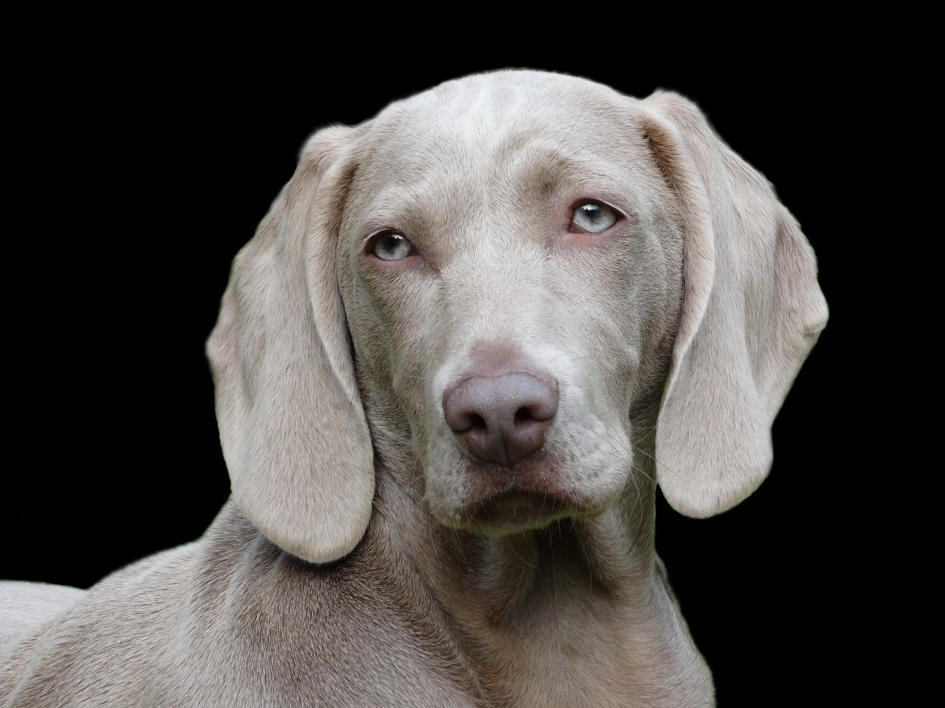 A Weimaraner
