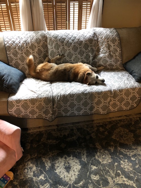 Kali sleeping on the couch on her back